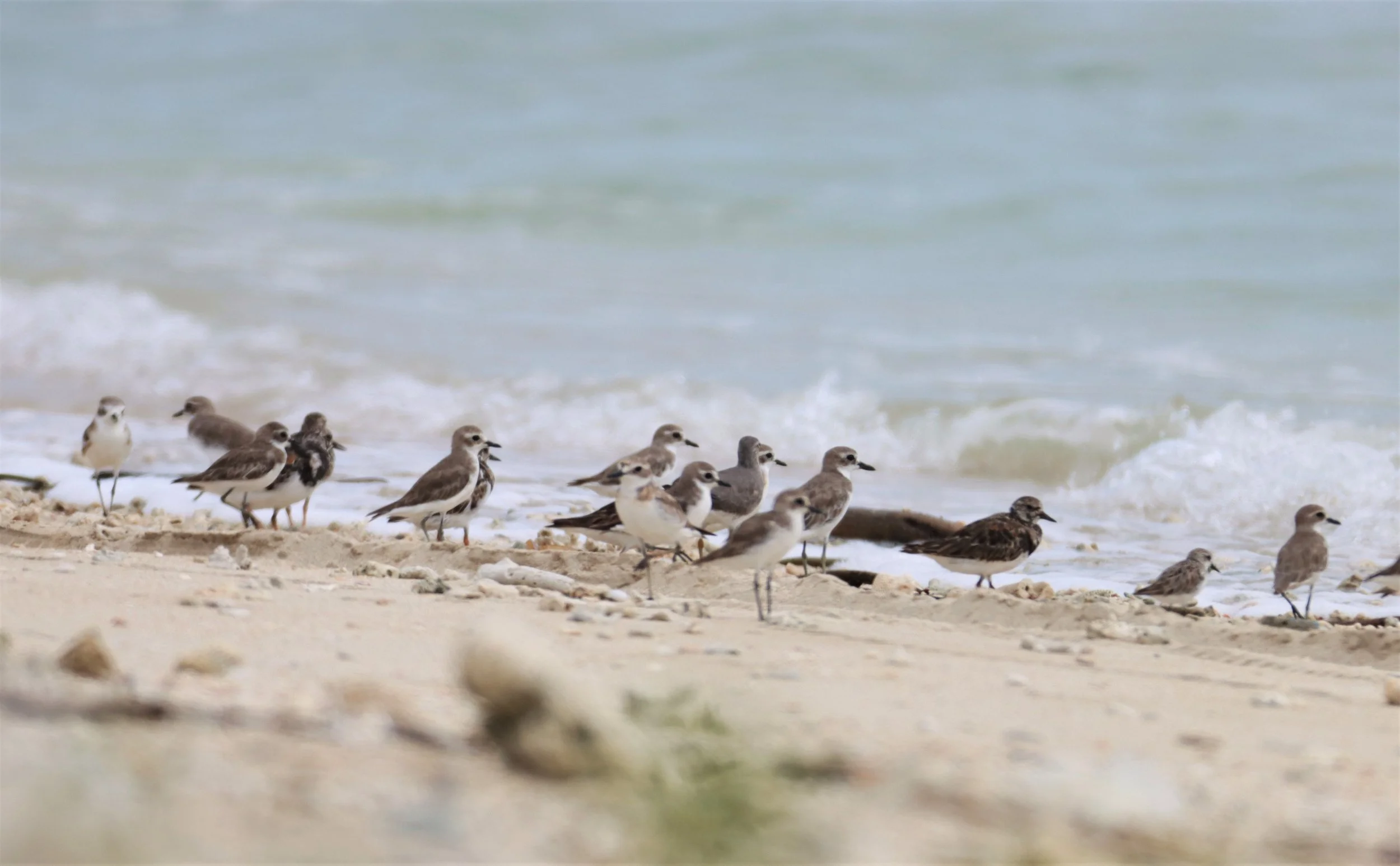 TURNSTONE - RUDDY TURNSTONE - Arenaria interpres - WITH GREATER SAND PLOVER - LAEM PAKARANG PHANG NGA (1).jpg