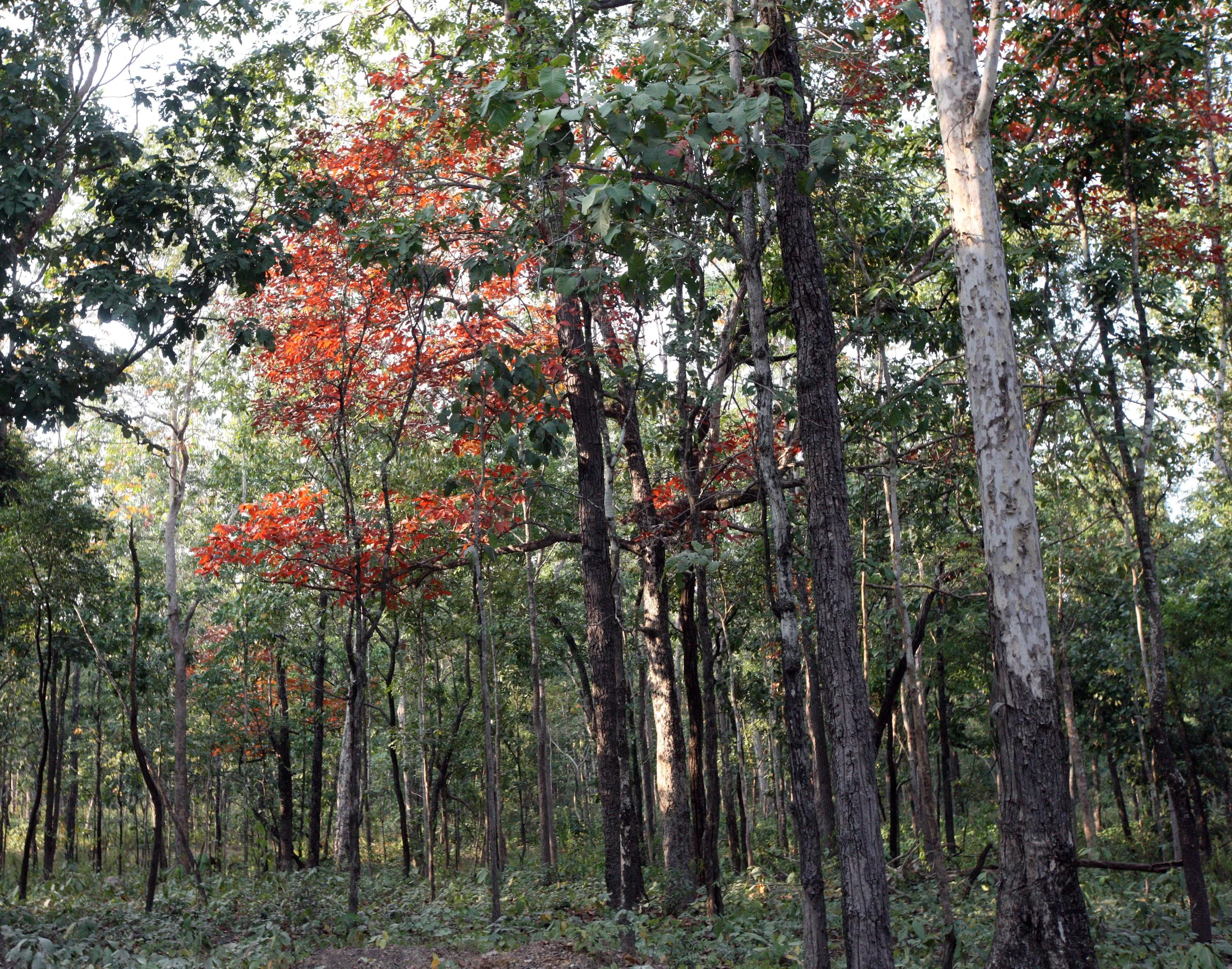 The colorful tree in this image is possibly  Burmese ironwood (Xylia xylocarpa) in the Mixed Deciduous Forests of the Western Forest Complex