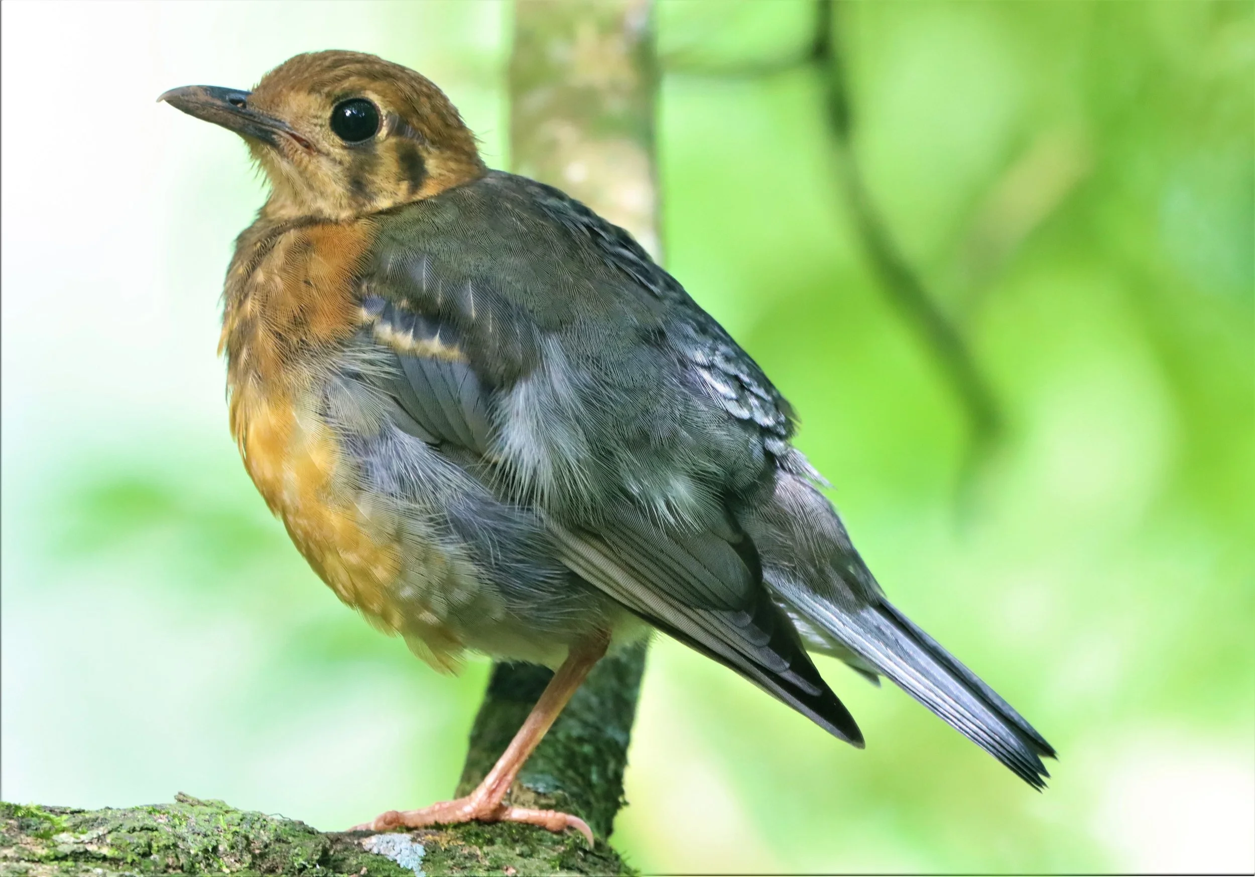 Orange-headed Thrush (Zoothera citrina) Doi Ang Kang Chiang Mai (32).jpg