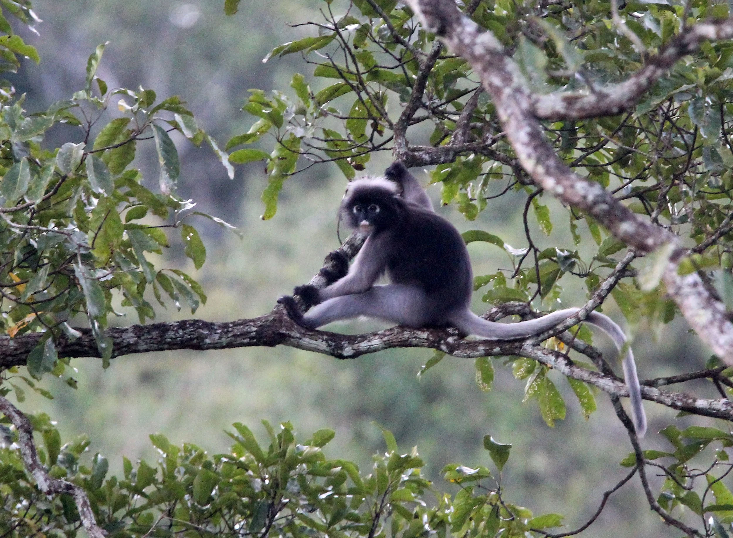 CERCOPITHECIDAE - Trachypithecus obscurus flavicauda - DUSKY LANGUR - SOMS - KAENG KRACHAN NP THAILAND (40).JPG