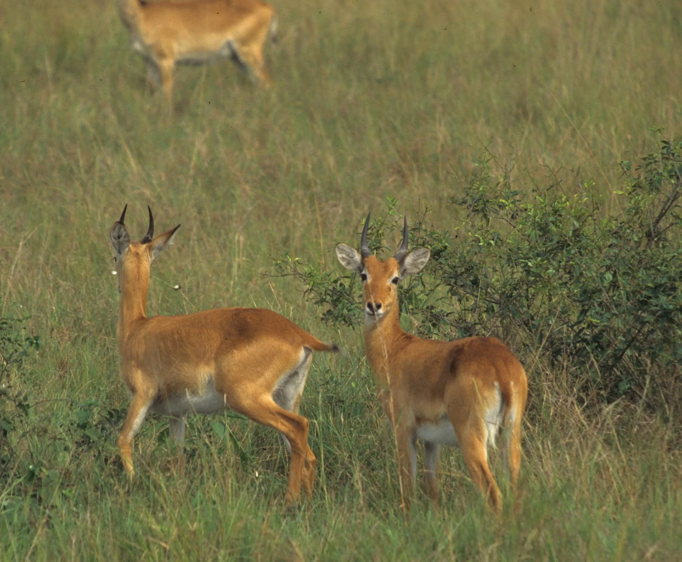 BOVID - ORIBI - UGANDA QE NP (5).jpg