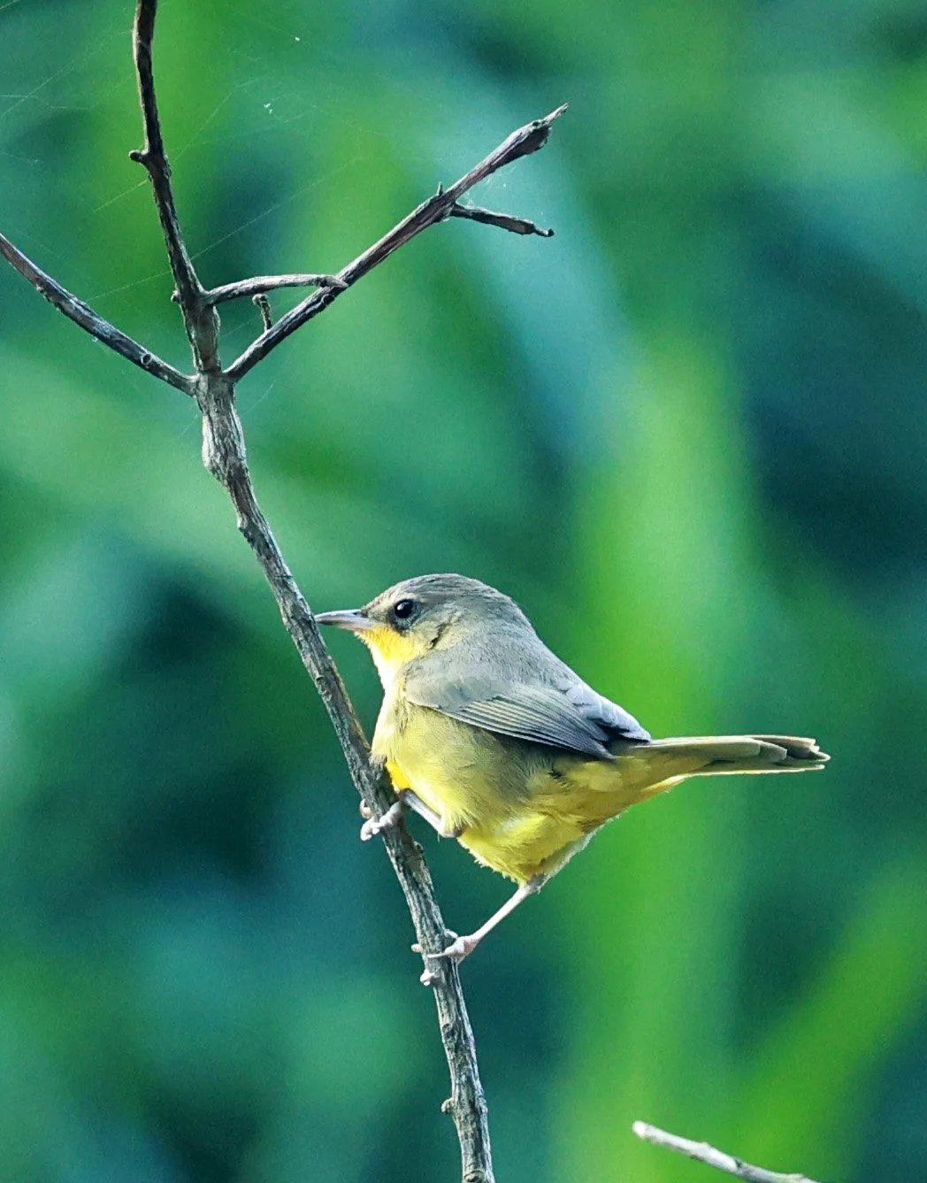 Masked Yellowthroat (Geothlypis aequinoctialis) Superagui Brazil