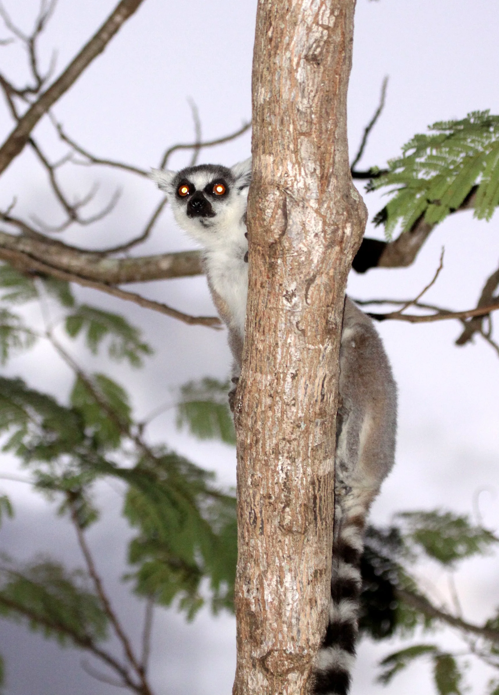 LEMURIDAE - Lemur catta - RING-TAILED LEMUR - BERENTY RESERVE MADAGASCAR (40).JPG