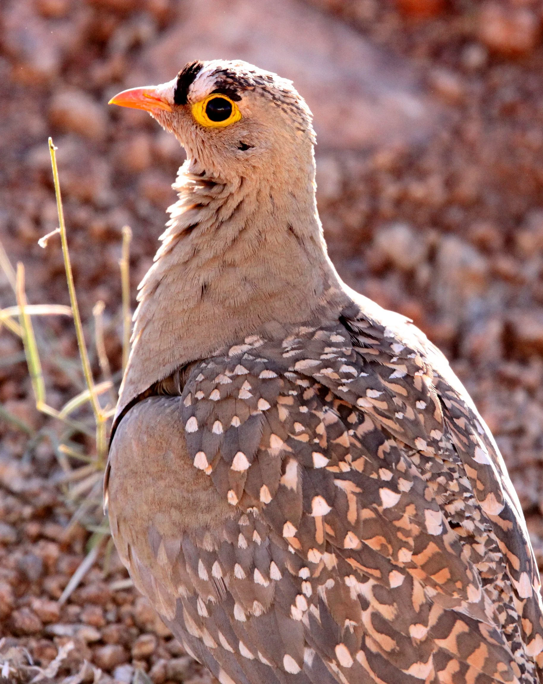 Double-banded Sandgrouse (Pterocles bicinctus) Augrabies Falls NP South Africa (10).JPG
