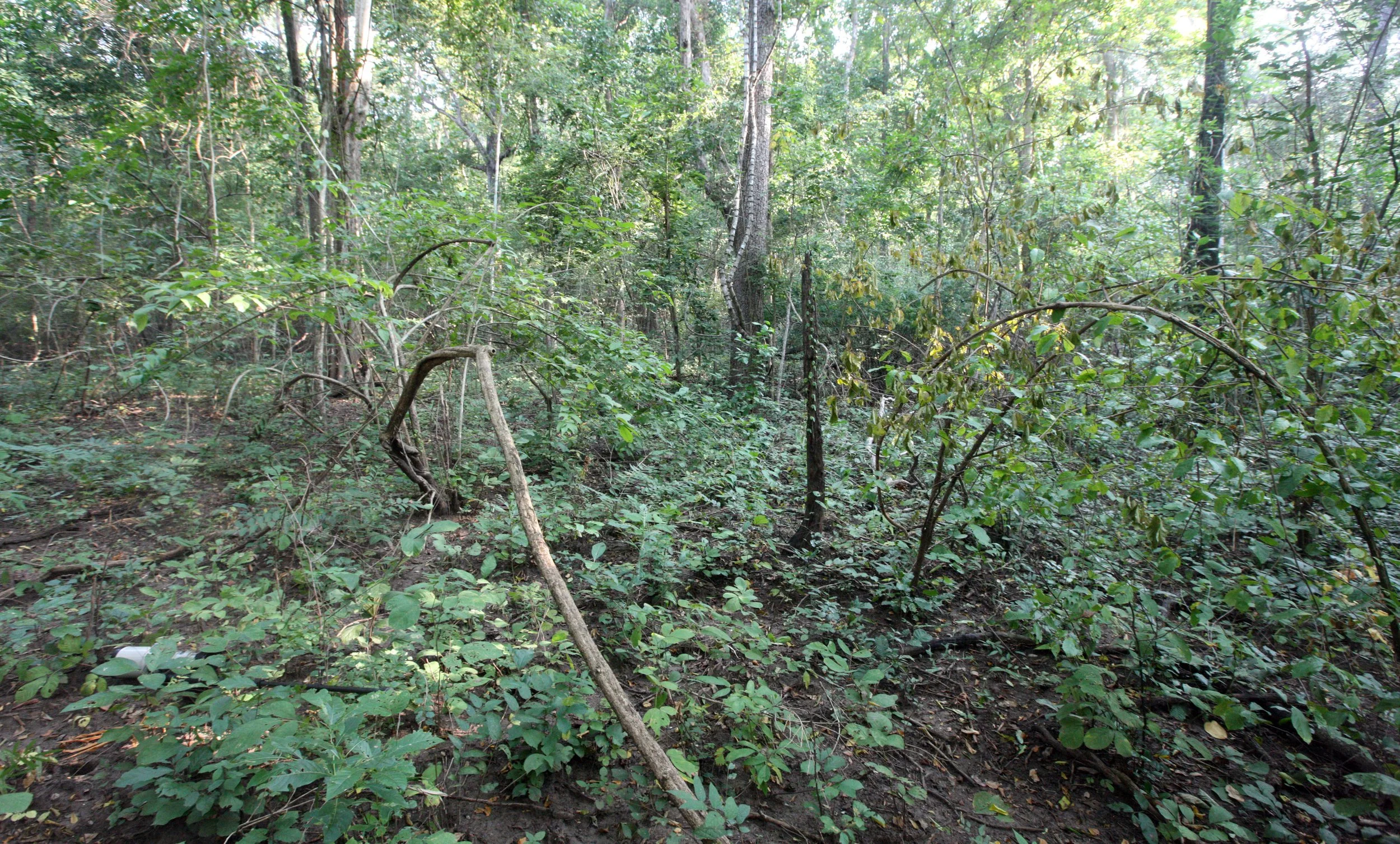 2014 Huai Kha Khaeng Bruce Kekule Trip (186).JPG