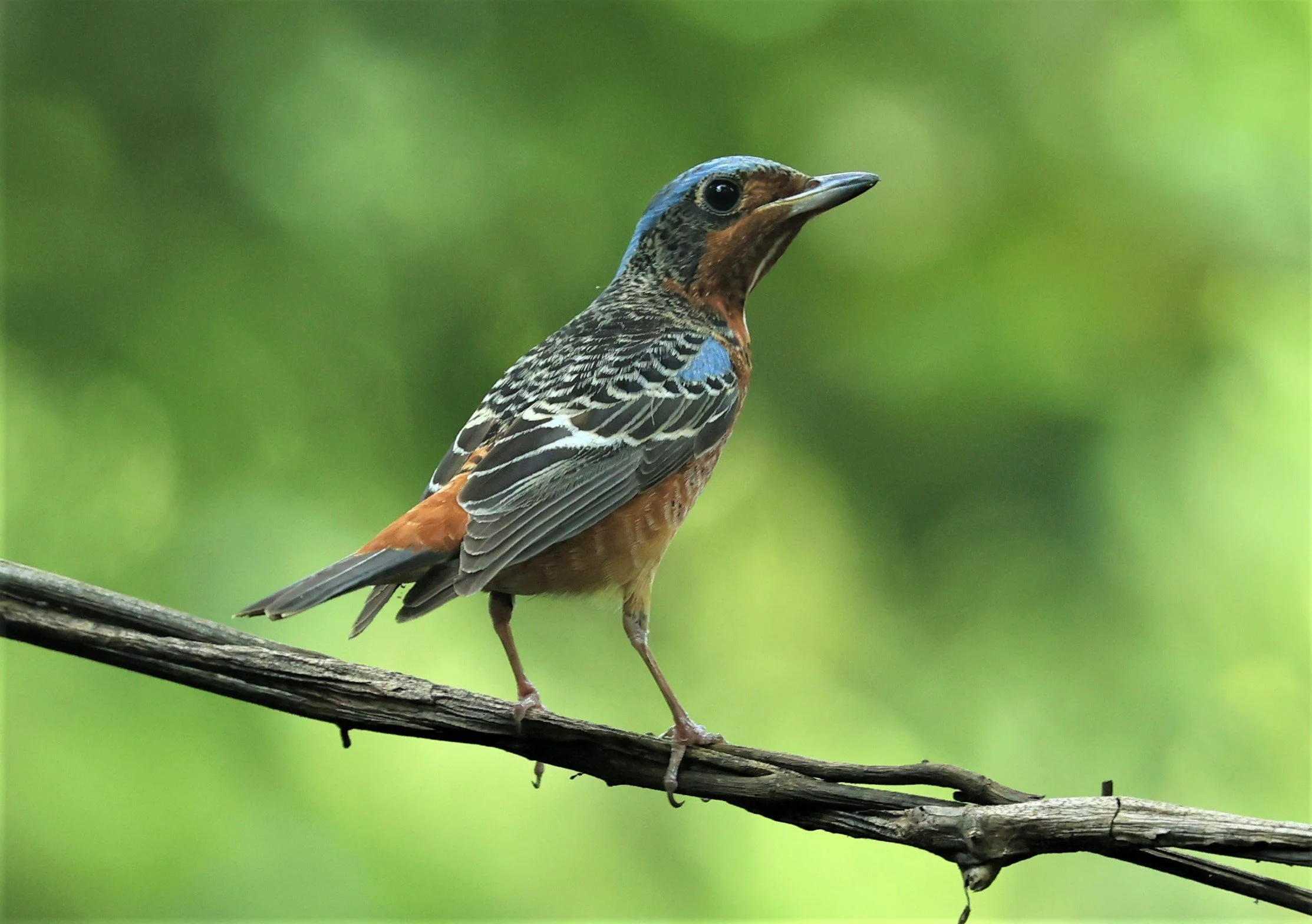 ROCK-THRUSH - WHITE-THROATED ROCK-THRUSH - Monticola gularis - WAT THAM PRATHUM CHONBURI March 2022 (45).jpg