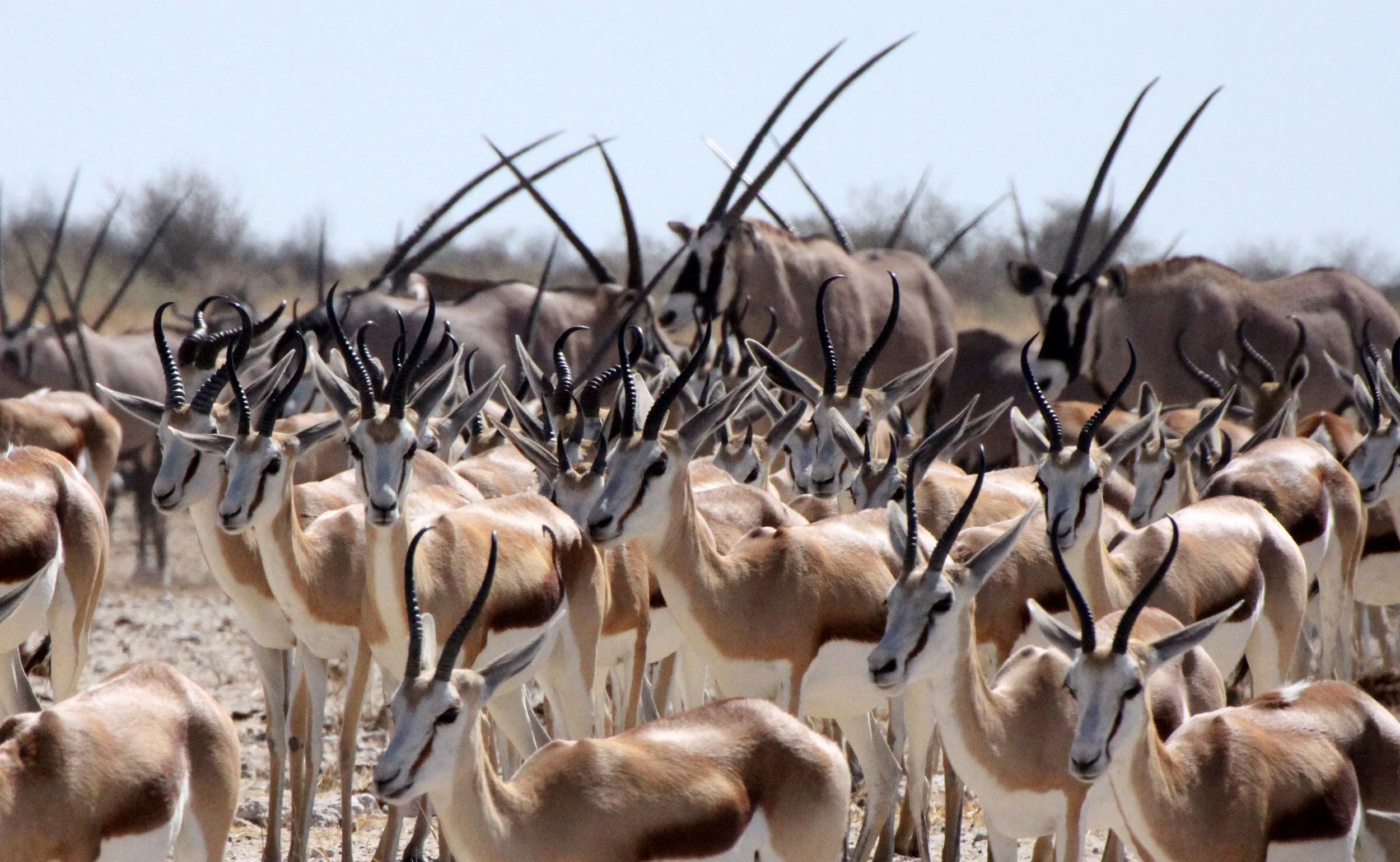 SPRINGBOK - ANGOLAN SPRINGBOK - Antidorcus angolensis - ETOSHA NATIONAL PARK NAMIBIA  (56).JPG