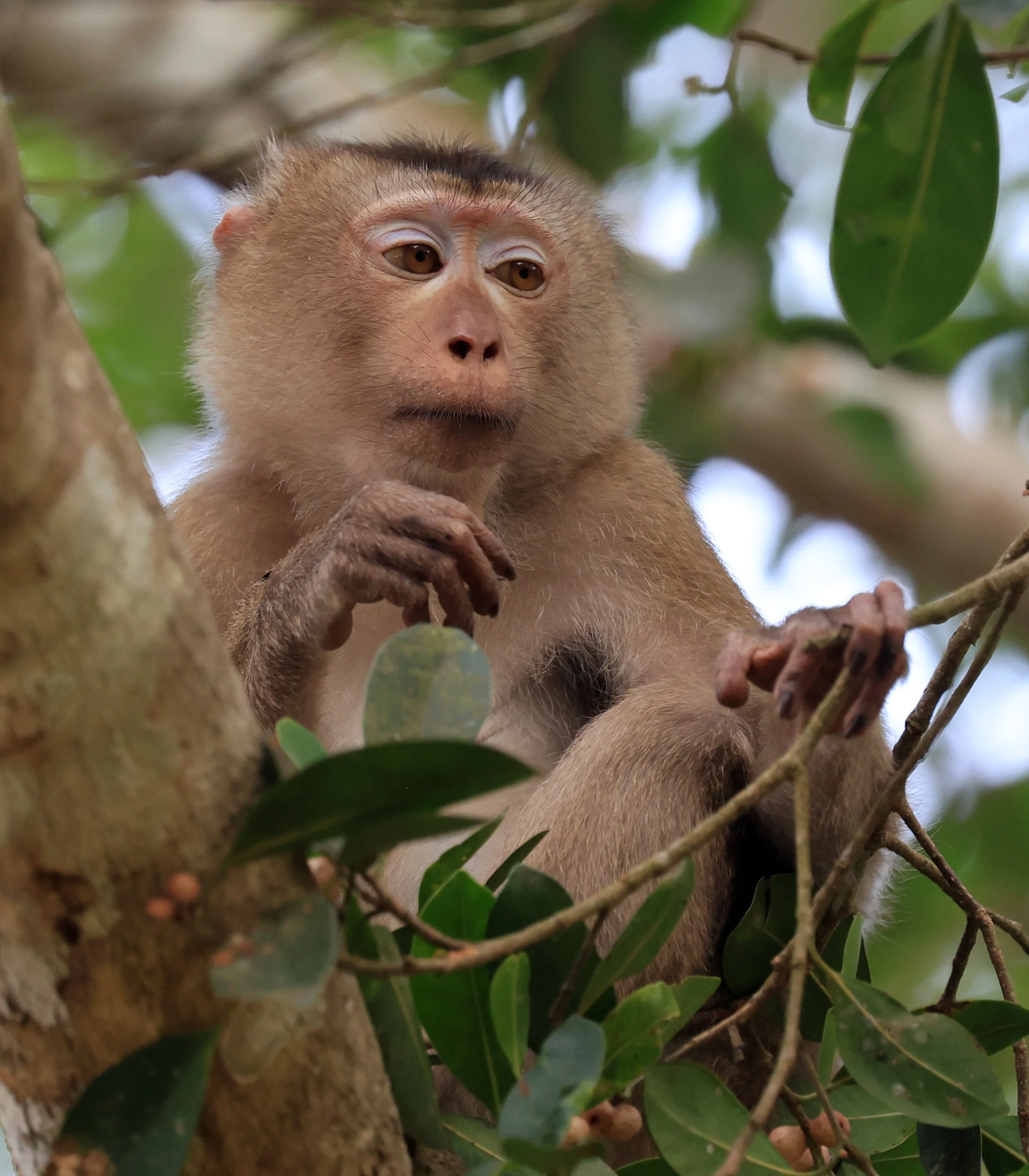 Northern Pig-tailed Macaque (Macaca leonina) Khao Yai National Park Feb 2026 Day 2 (23).jpg