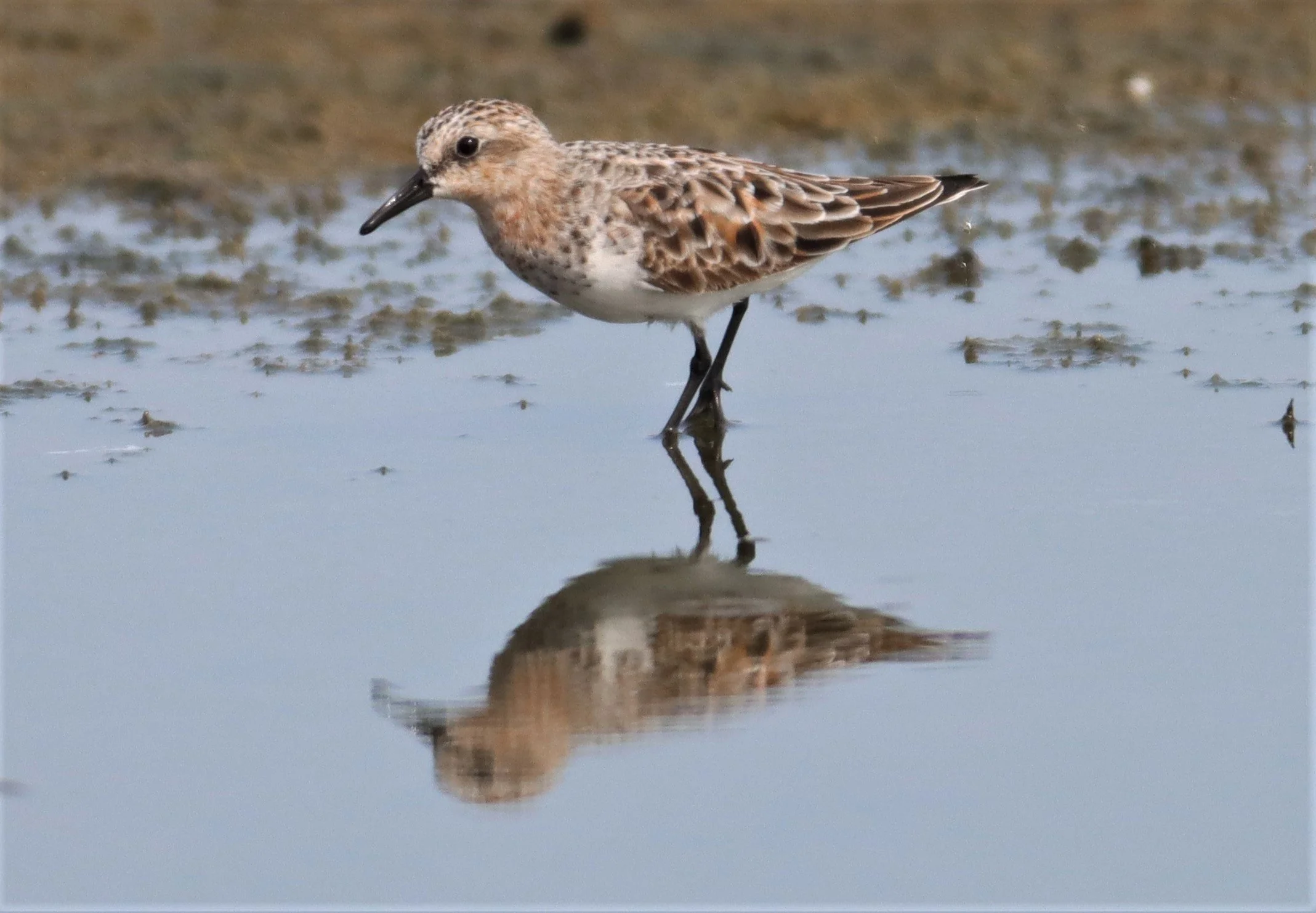 STINT - RED-NECKED STINT - Calidris ruficolis - KING'S GREEN CAVIAR PROJECT PETBURI (8).jpg