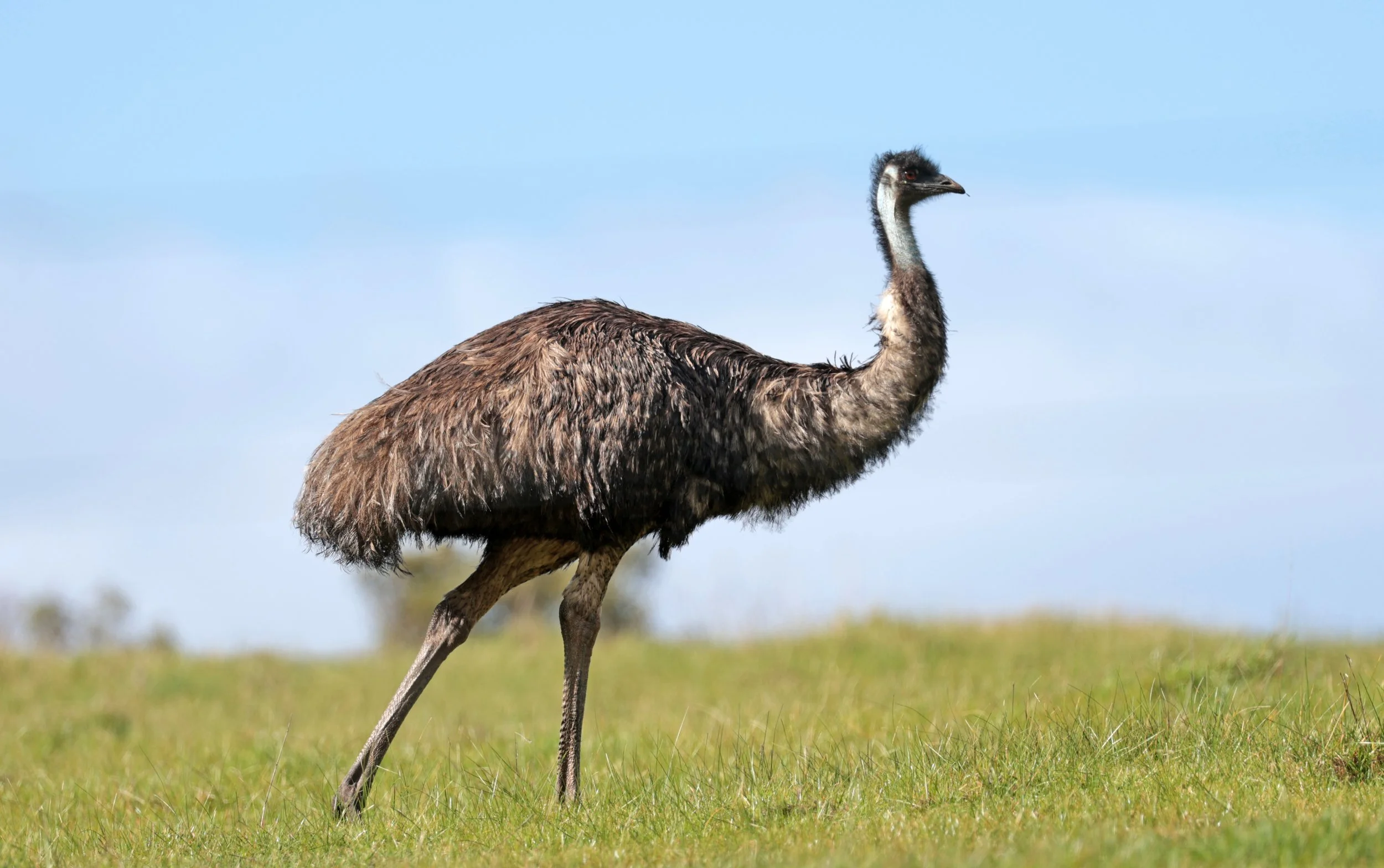 Emu (Dromaius novaehollandiae) Mt Frankland NP - Western Australia (42).jpg