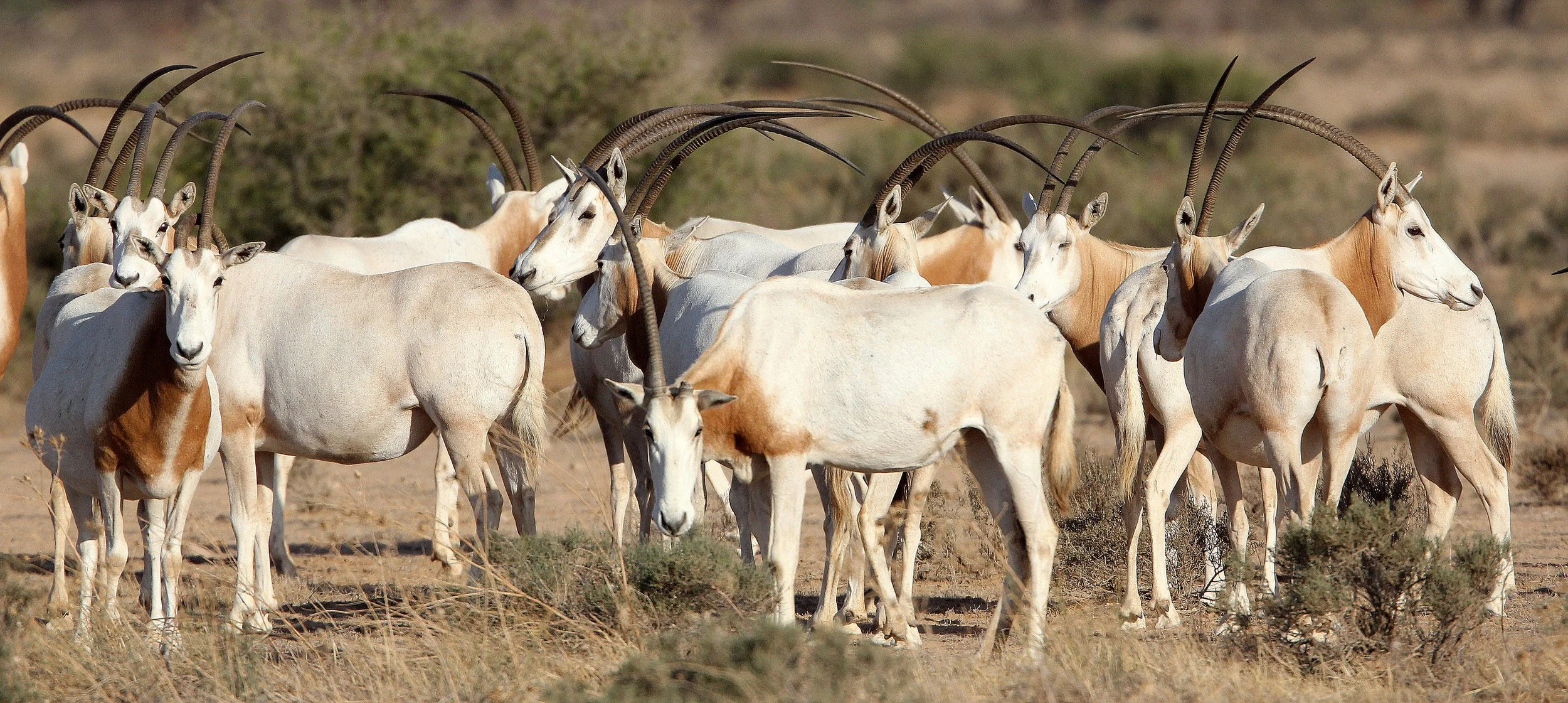  Scimmitar-horned Oryx - Oryx dammah