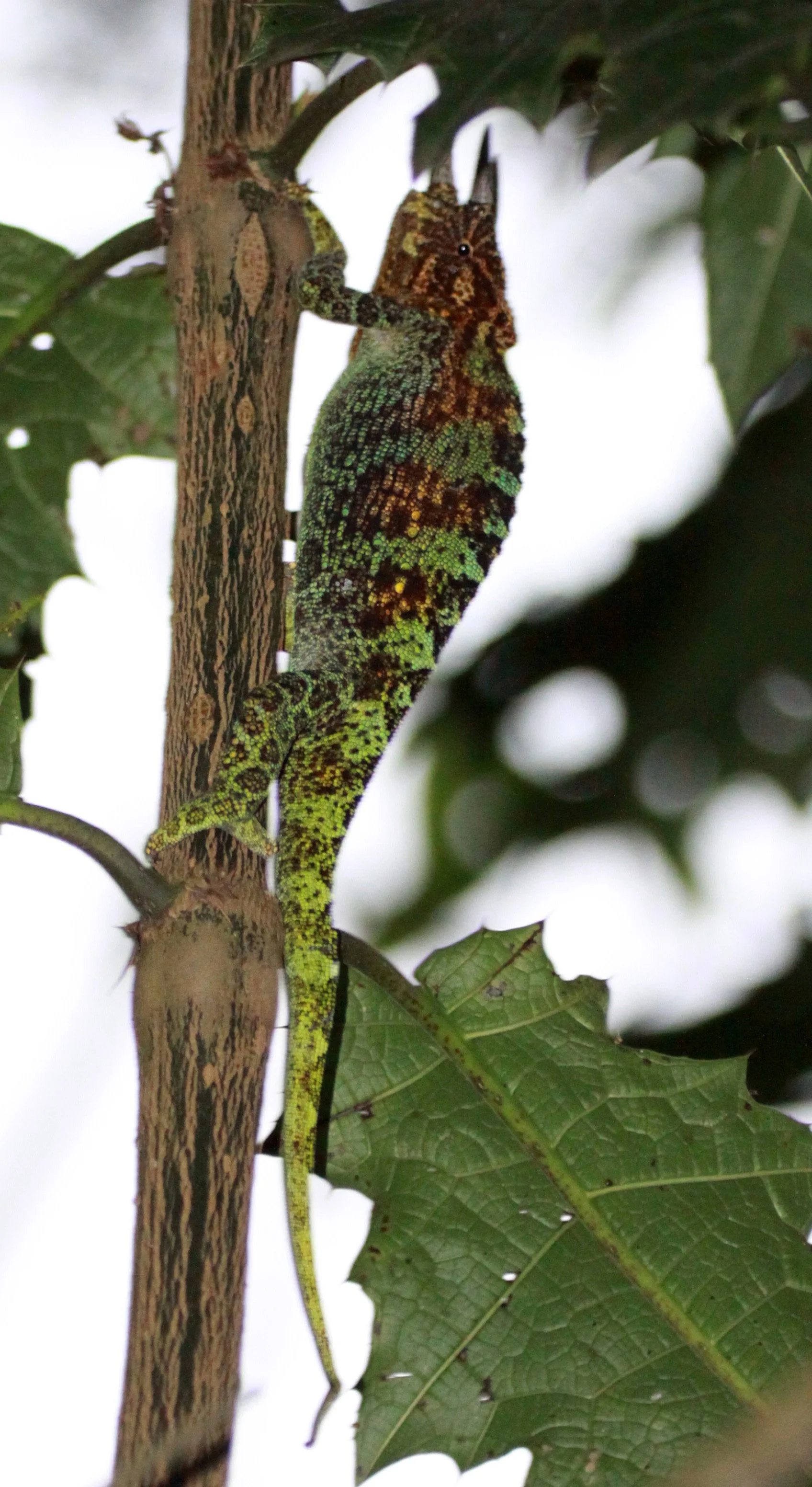 Trioceros johnstoni - RWENZORI THREE-HORNED CHAMELEON -  RWENZORI NATIONAL PARK UGANDA (8).JPG