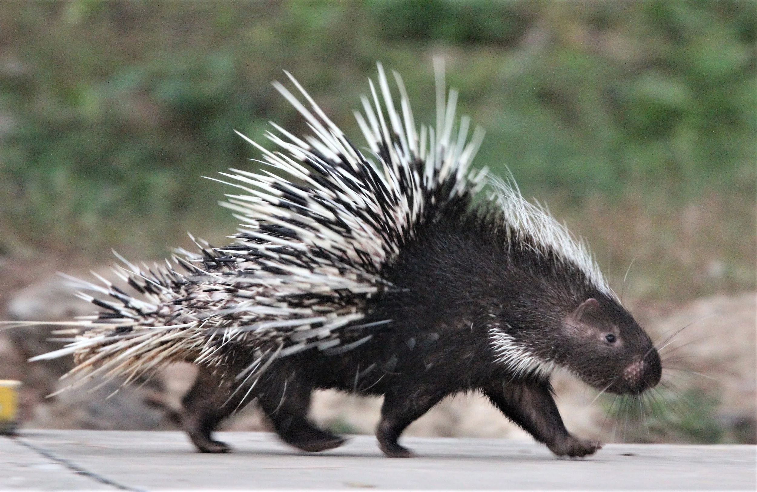 The Malayan porcupine or Himalayan porcupine (Hystrix brachyura) is a species of rodent in the family Hystricidae. Three subspecies are extant in South and Southeast Asia.
