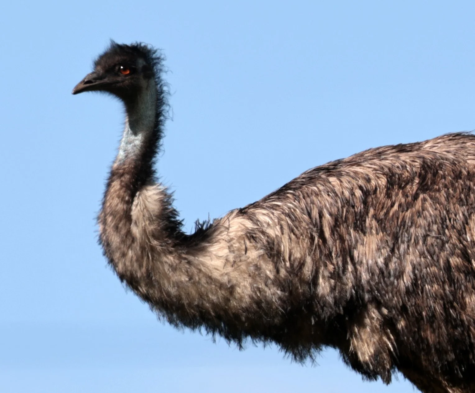 Emu (Dromaius novaehollandiae) Mt Frankland NP - Western Australia (15).jpg