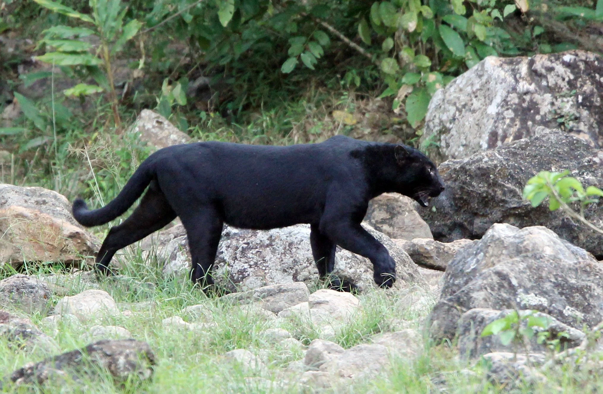 Indochinese leopard (Panthera pardus delacouri)