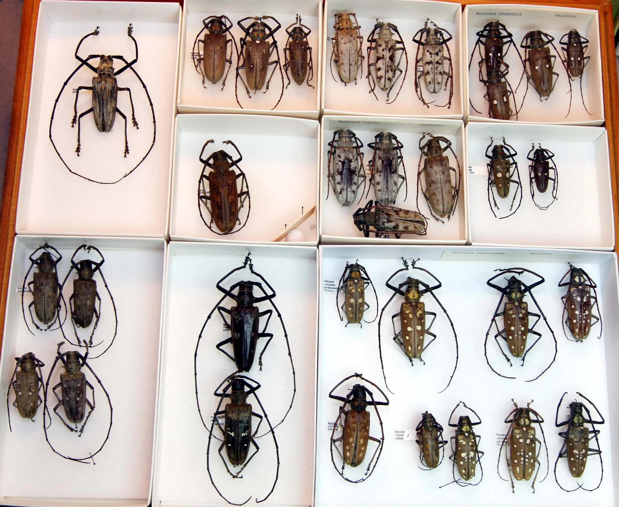 10 Lamiinae - Batocerini.JPG