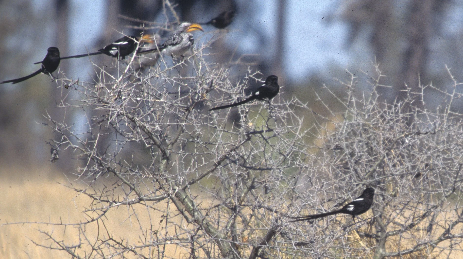 Magpie (Long-tailed) Shrike (Lanius melanoleucus) Kalahari Desert Southern Africa (4).jpg
