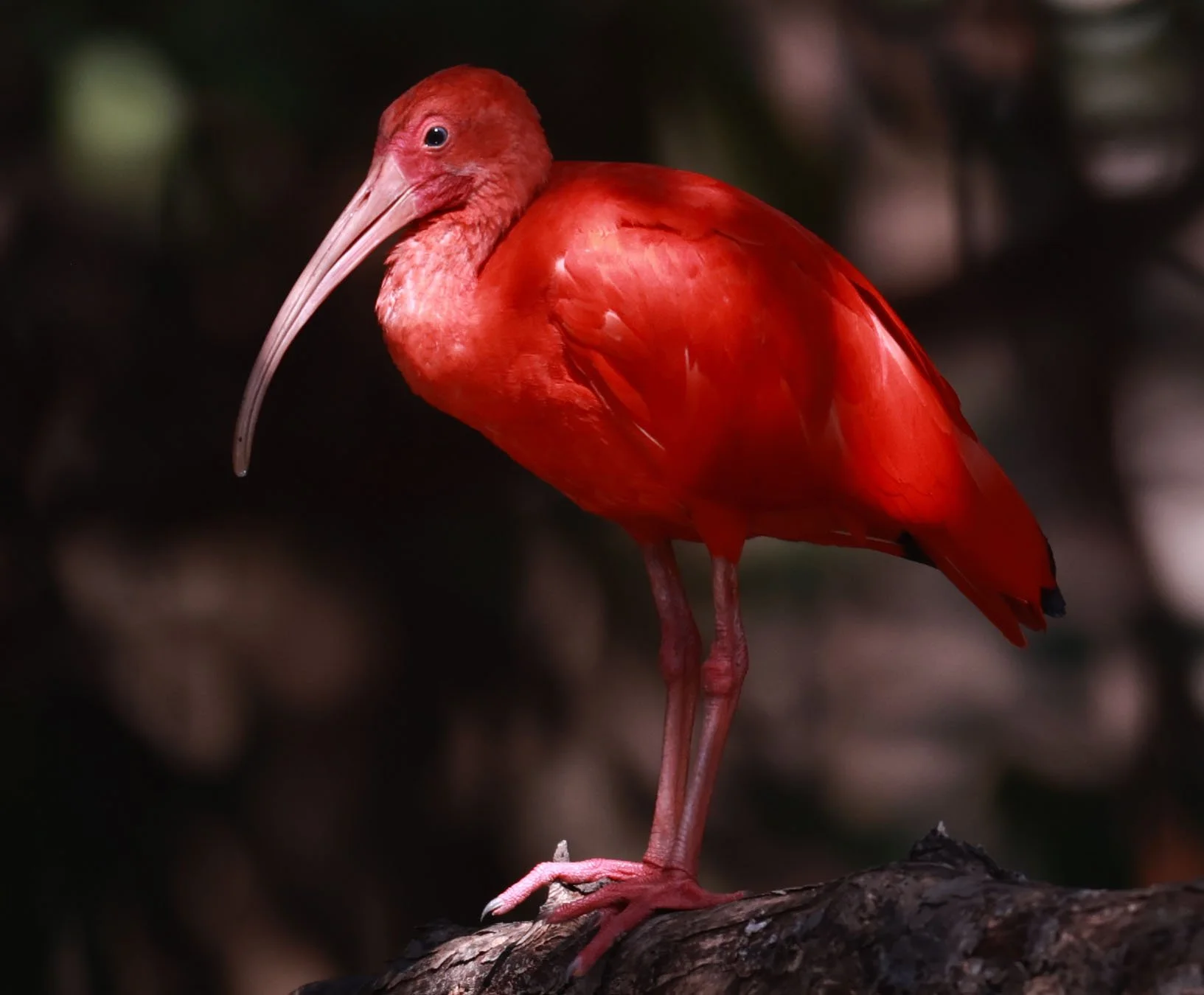 Ibis - Scarlet Ibis - Eudocimus ruber - 29 Songkaow Cafe, Chachoengsao Thailand (260).jpg