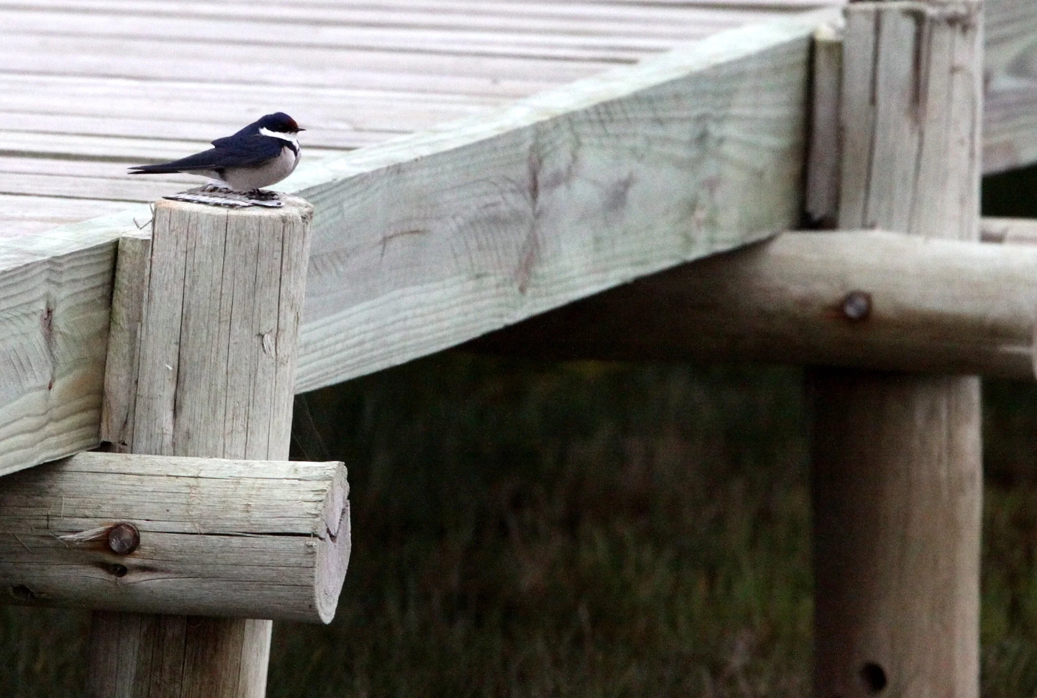 White-throated Swallow (Hirundo albigularis) Saint Lucia South Africa (2).JPG