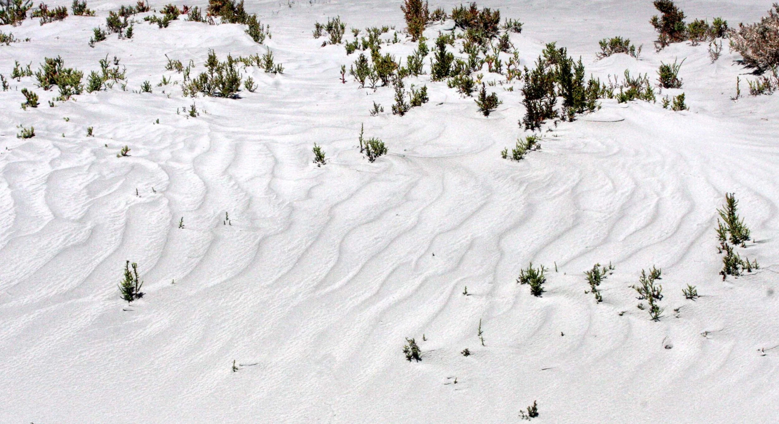 SAN IGNACIO LAGOON BAJA MEXICO - DESERT LANDSCAPES (2).JPG