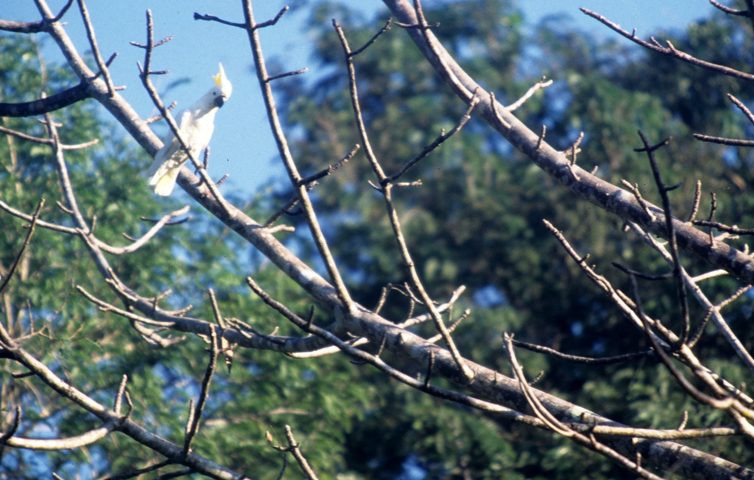 BIRD - COCKATOO - SULFUR CRESTED - KOMODO ISLAND INDONESIA.jpg