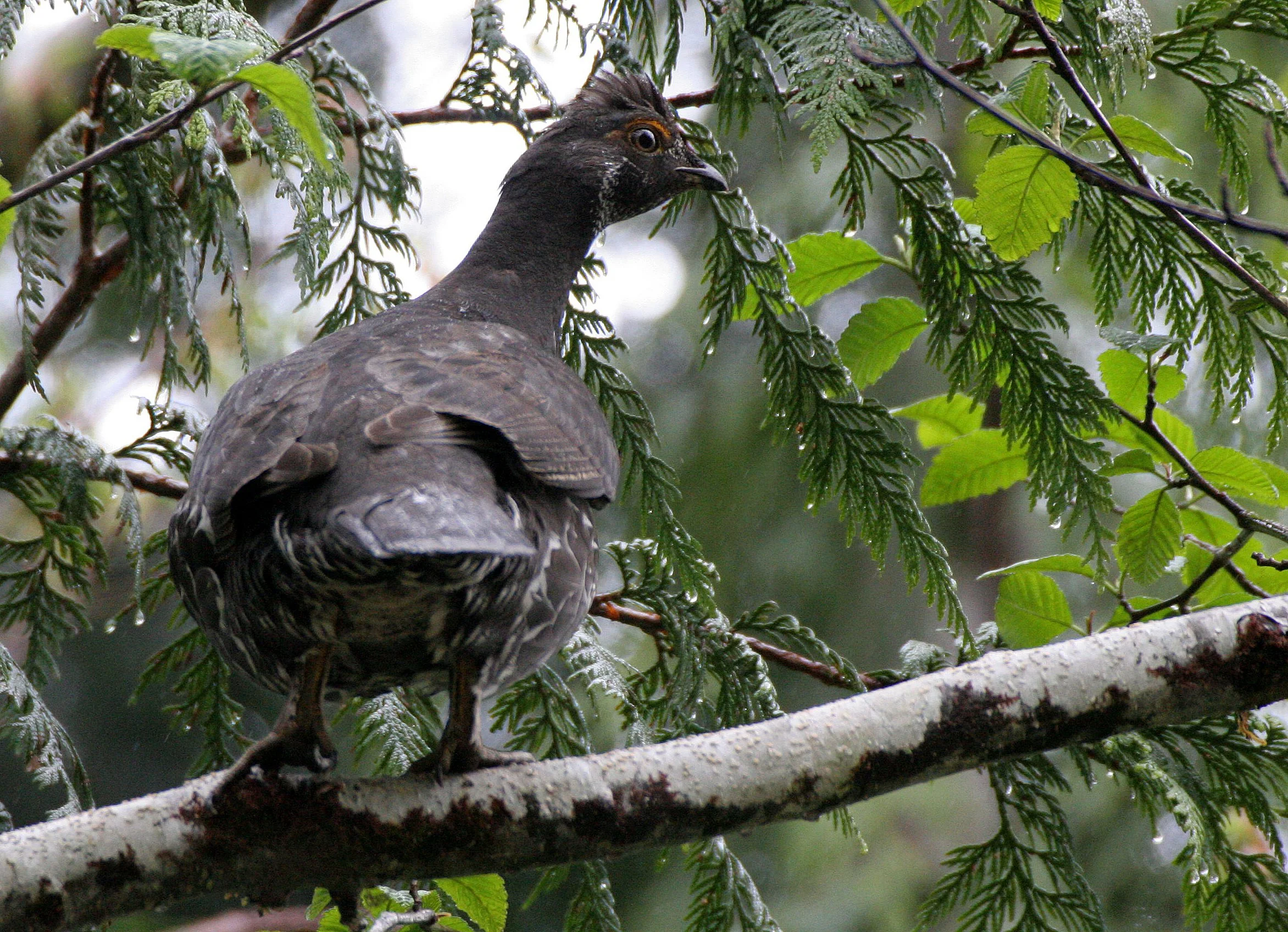 GROUSE - SOOTY (BLUE) GROUSE - Dendragapus fuliginosus - DUNCAN CEDAR TREE ROAD - HOH RIVER VALLEY WA  (44).JPG