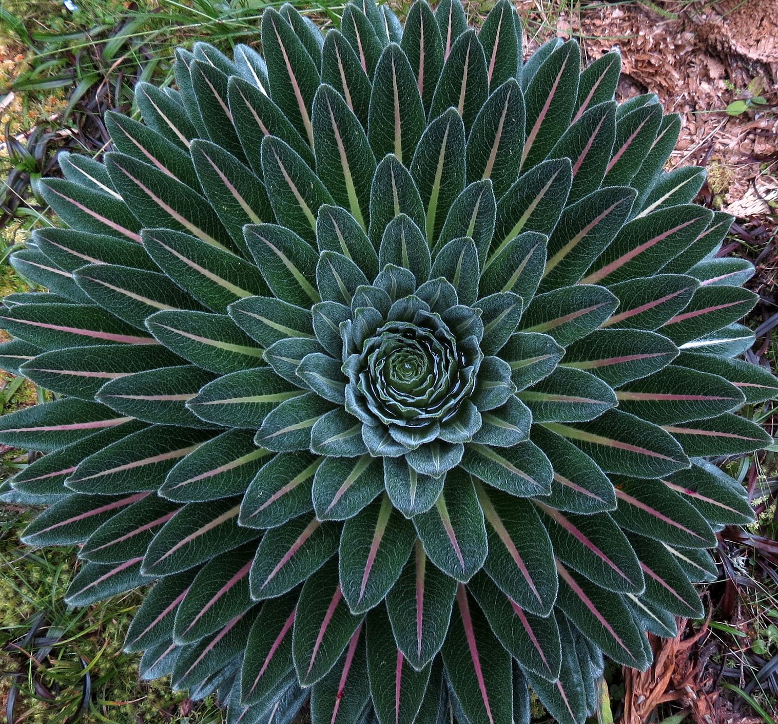 RWENZORI NATIONAL PARK UGANDA (176).JPG