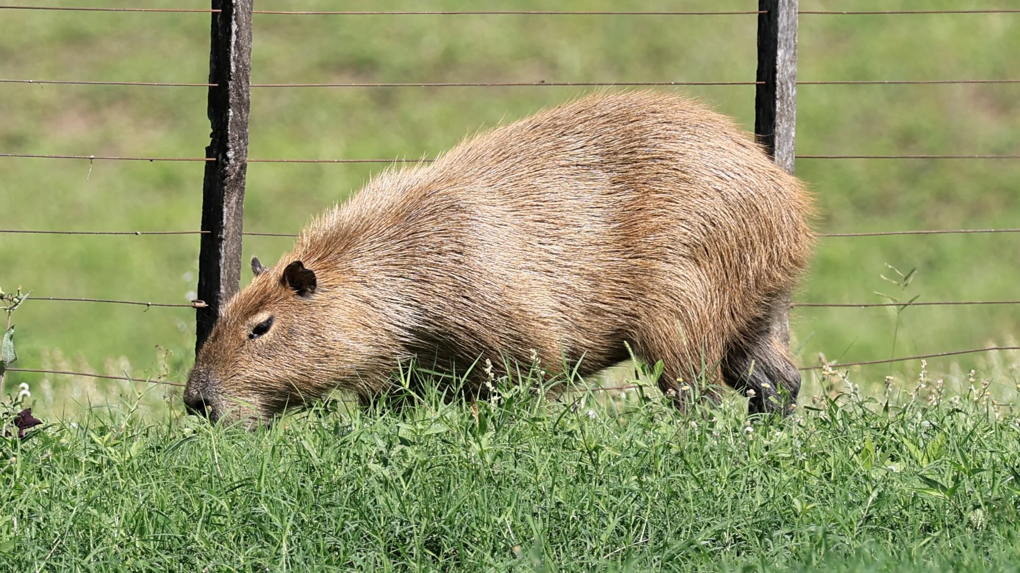 Capybara (Hydrochoerus hydrochaeris) Loma Plata Paraguay - Brunnen Strasse (21).jpg