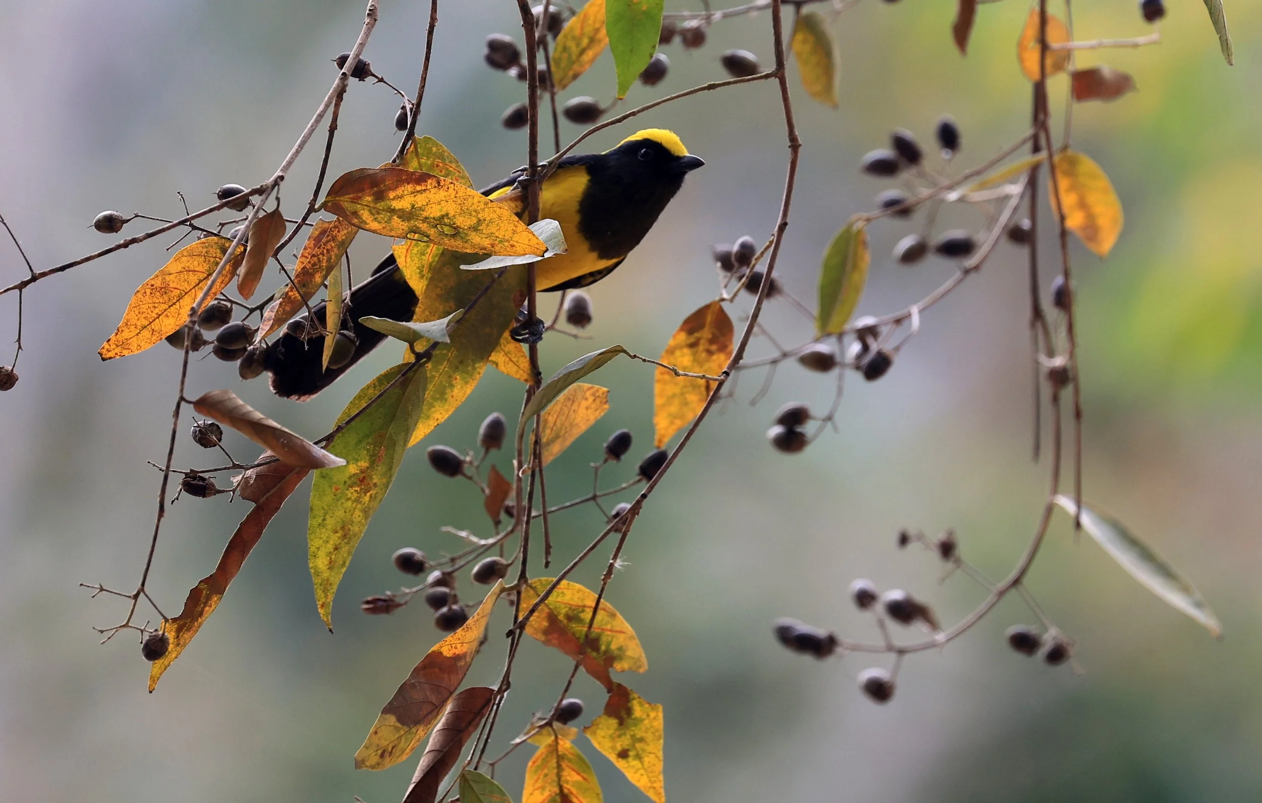 Sultan Tit (Melanochlora sultanea) Kaeng Krachan National Park ESS Expedition 2026(51).jpg