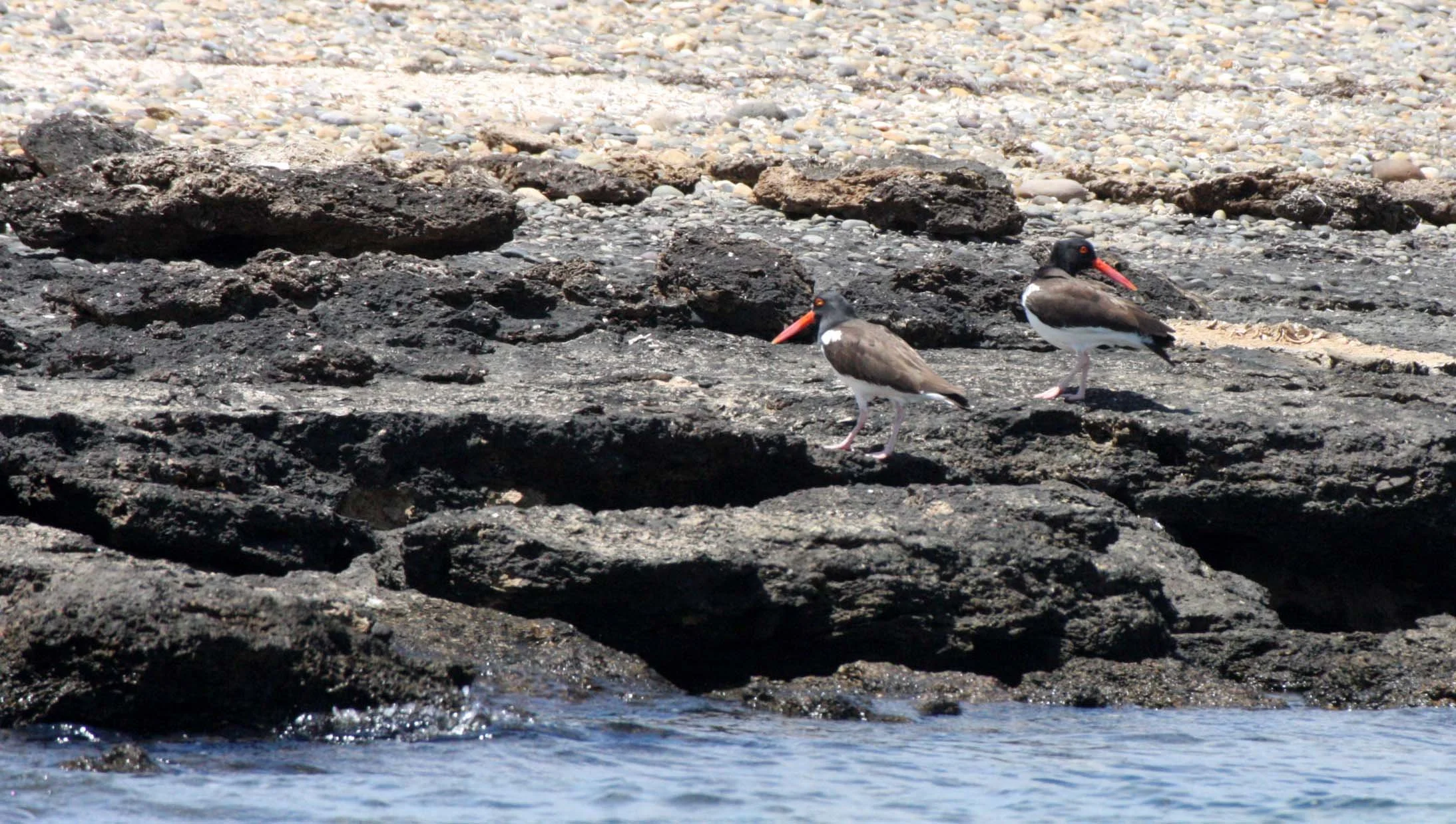 American Oystercatcher (Haematopus palliatus) San Ignacio Lagoon Baja Mexico (6).JPG