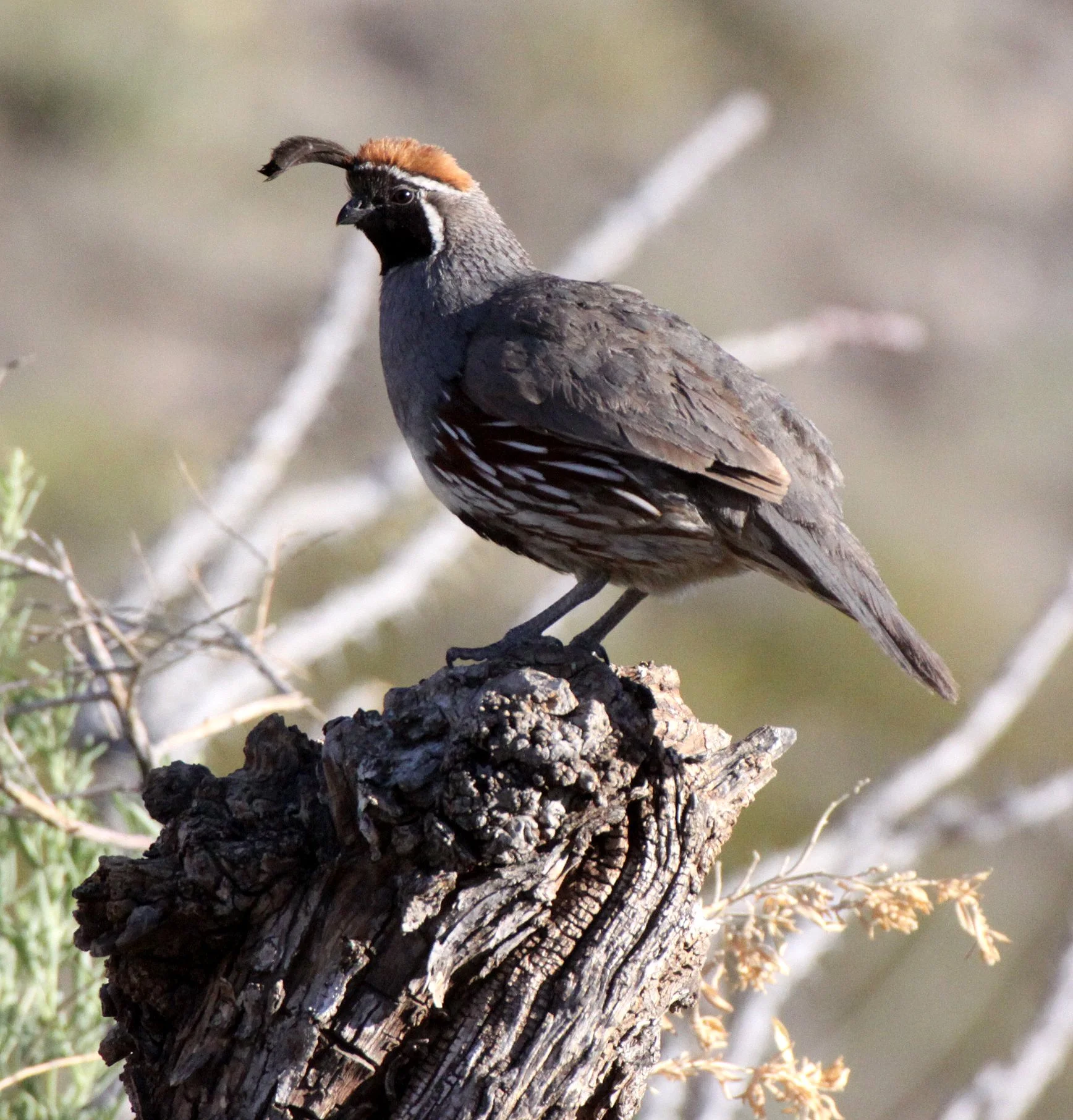 BIRD - QUAIL - GAMBEL'S QUAIL - FRANKLIN MOUNTAINS STATE PARK TEXAS (22).JPG