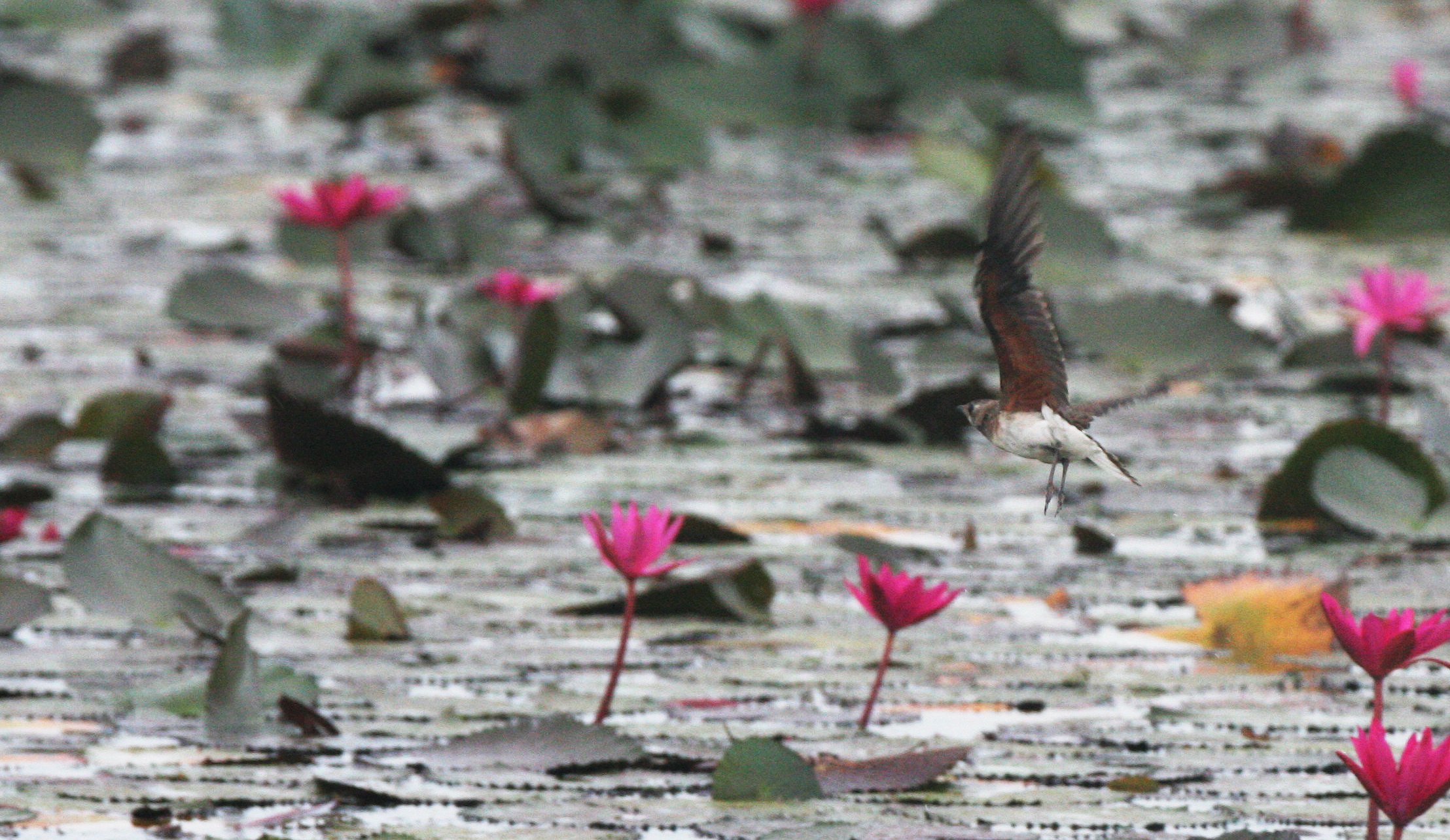PRATINCOLE - ORIENTAL PRATINCOLE - Glaveola maldivarum -  BUENG BORAPHET THAILAND (5).JPG