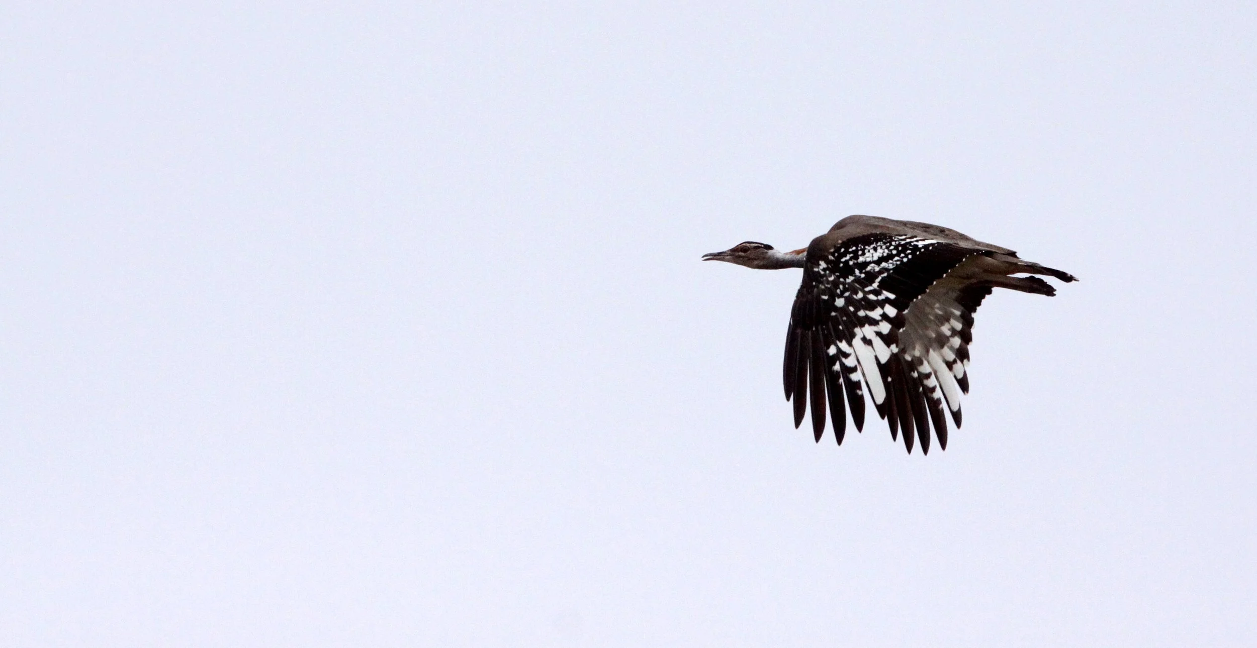 Ludwig's bustard (Neotis ludwigii) Bontebok NP, South Africa (10).JPG