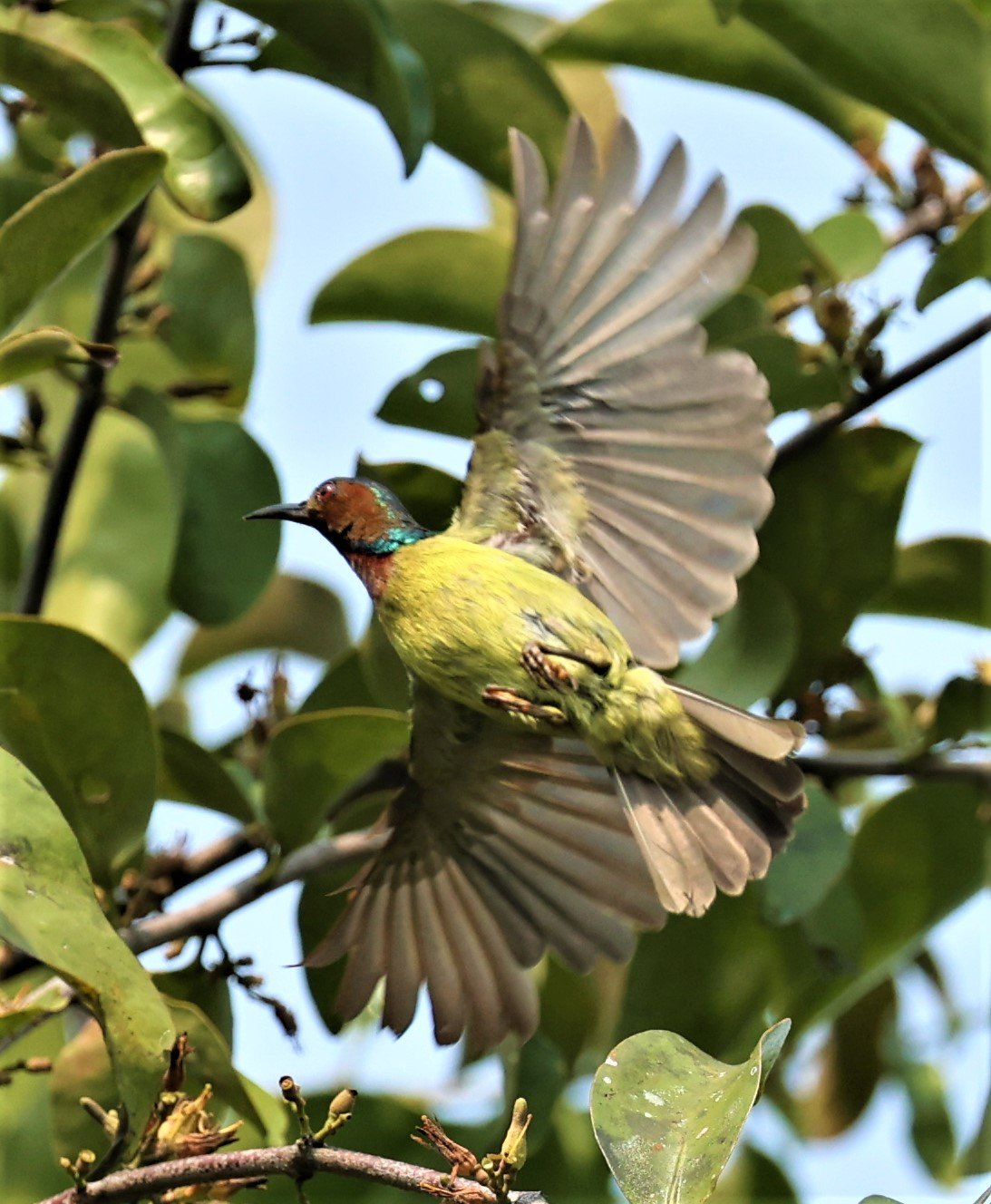 SUNBIRD - BROWN-THROATED SUNBIRD - Anthreptes malacensis - KRUNG CHING, KHAO LUANG NP NST, APRIL 2022 (42).jpg