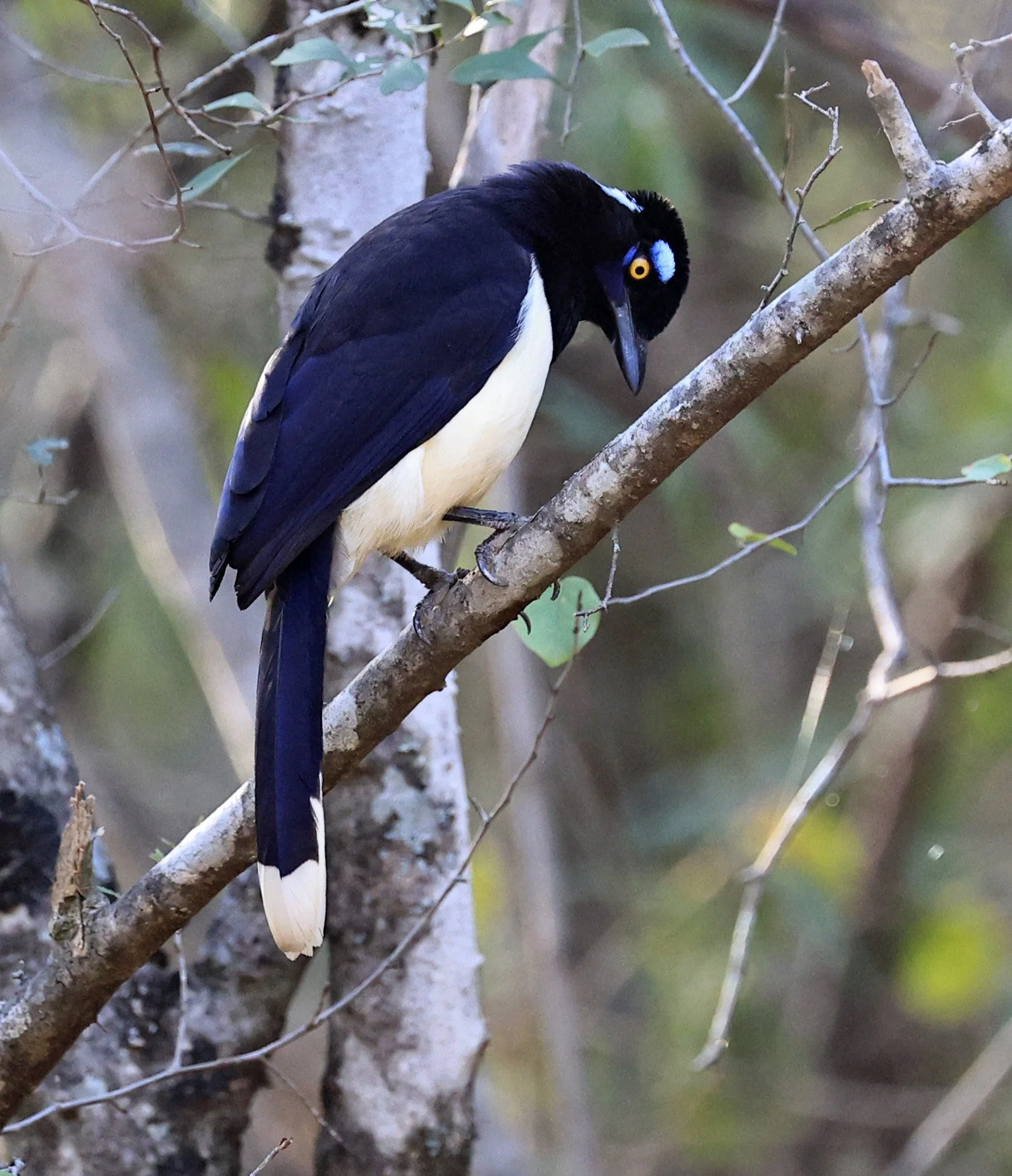 Plush-crested Jay (Cyanocorax chrysops) Aurora Chaquena Reserve - Nueland Mennonite Colony Paraguay (3).jpg