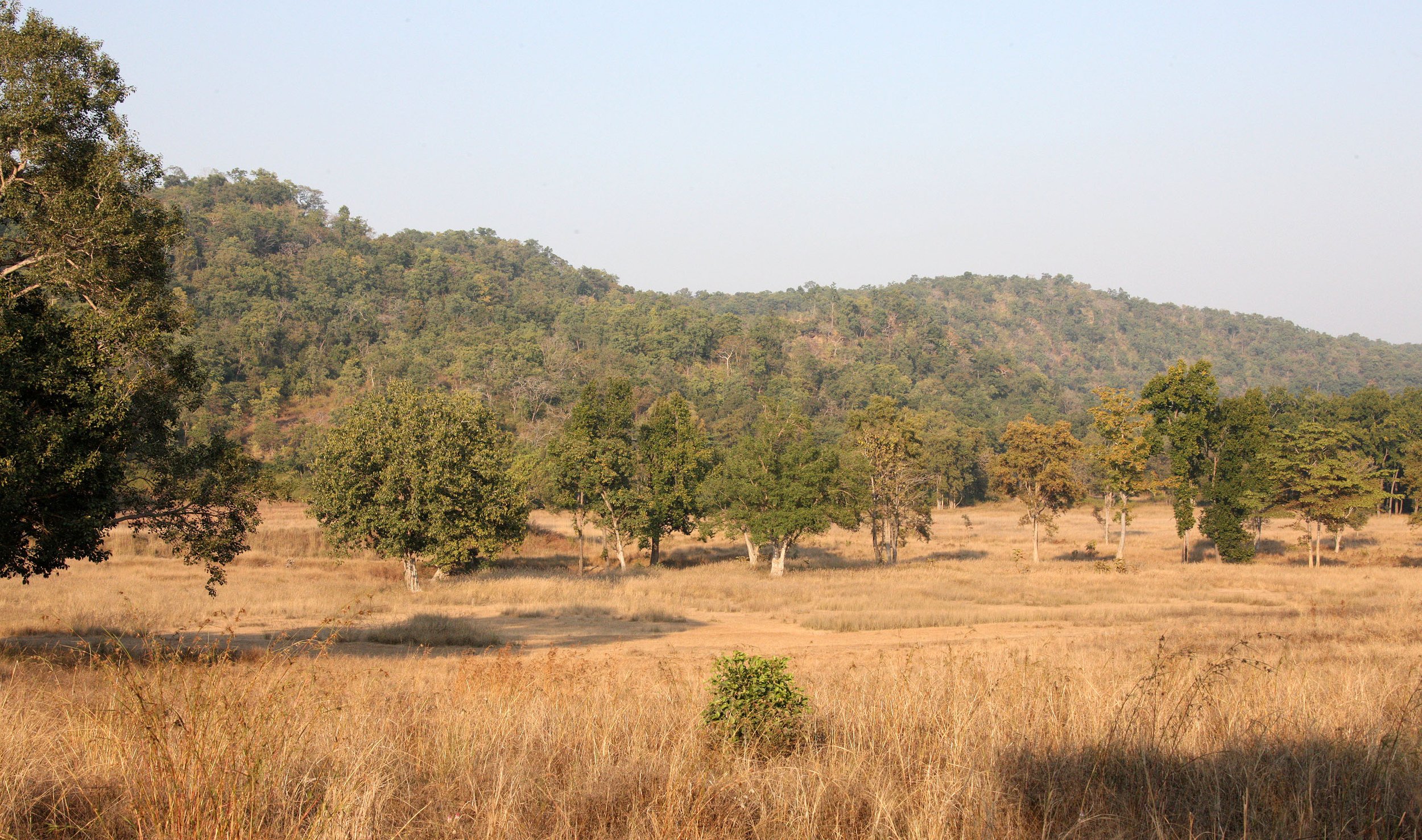 MADHYA PRADESH - KANHA NATIONAL PARK MADHYA PRADESH INDIA (26).JPG