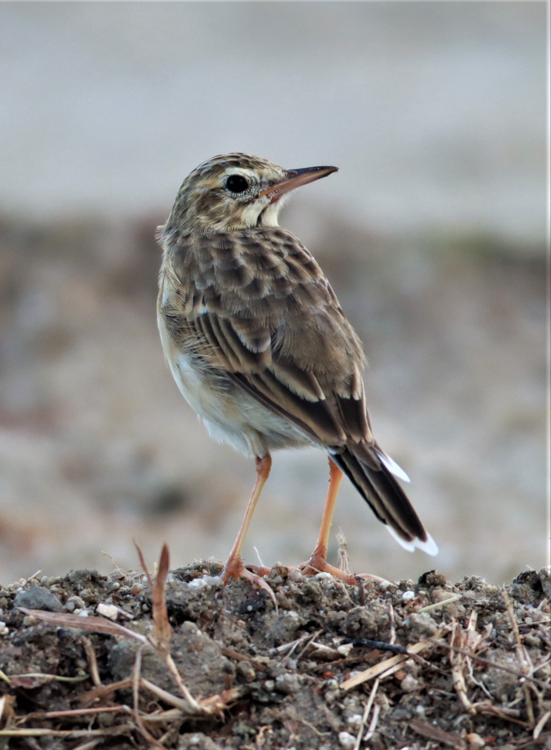 Paddyfield Pipit (Anthus rufulus) PRACHUAP KHIRI KHAN AREA (13).jpg