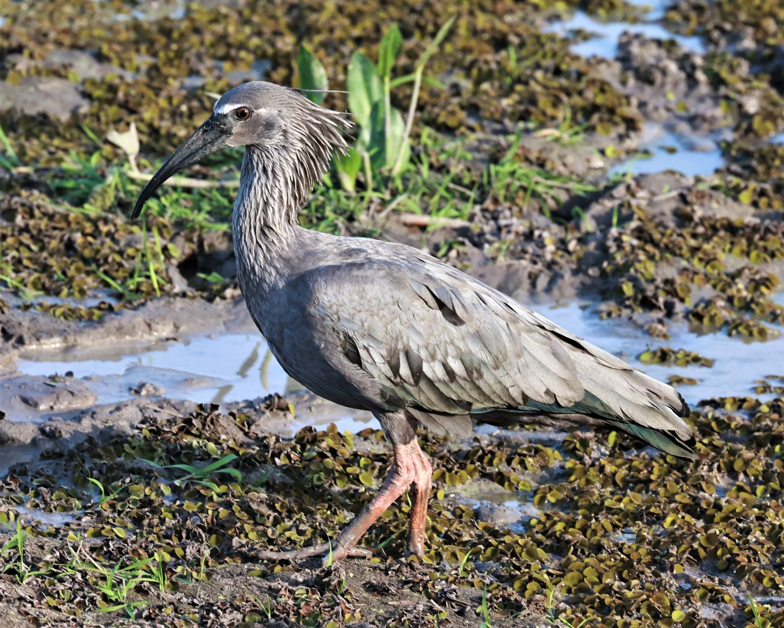 Ibis - Plumbeous Ibis - Theristicus caerulescens - Pousada Aguape - Fazenda São José Zona Rural, Aquidauana, Mato Grosso do Sul, Brazil (34).JPG