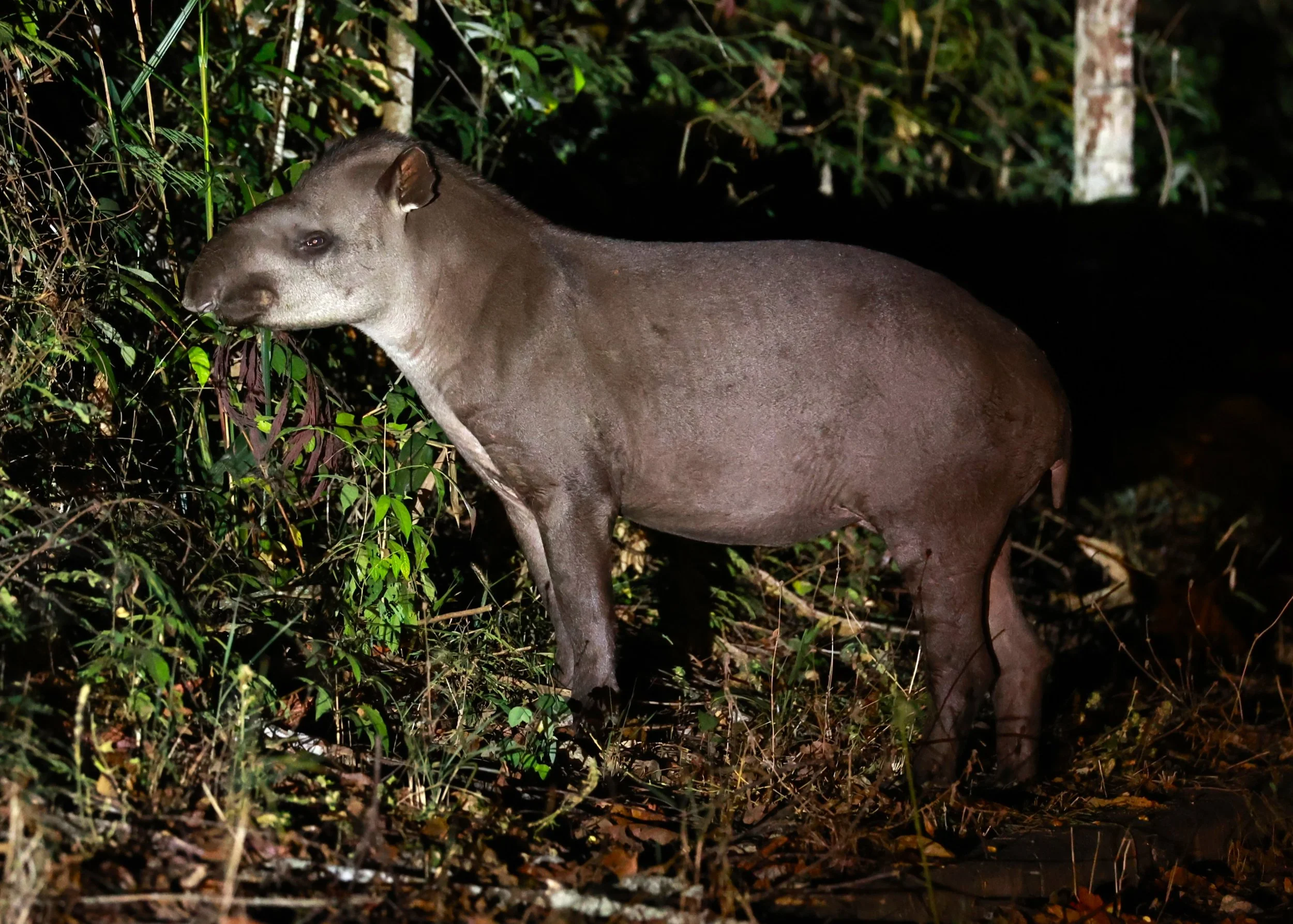 Tapirus terrestris - Brazilian or South American Tapir - Rio Doce State Park, Minas Gerais, Brazil (21).JPG