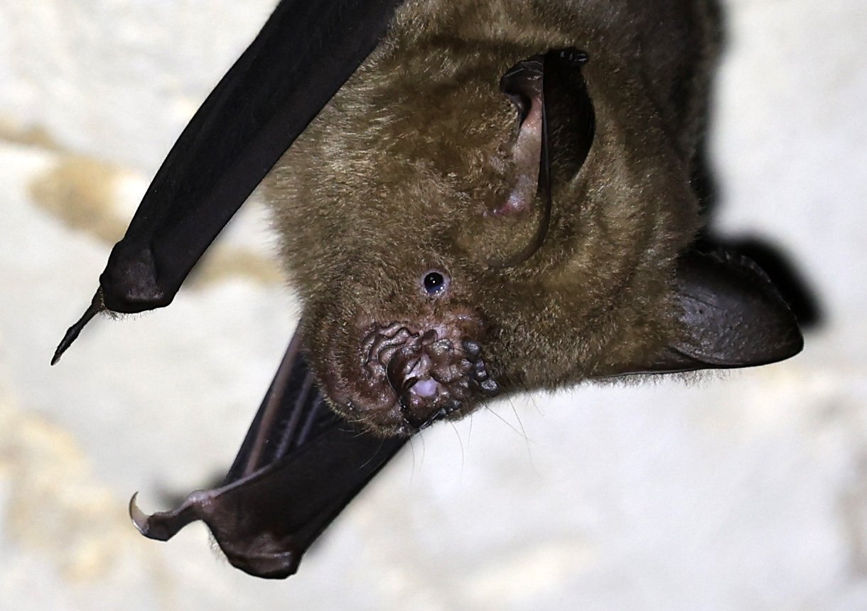 Great Himalayan Leaf-nosed Bat (Hipposideros armiger) Wat Sa Nam Sai Temple Pak Chong Thailand (14).jpg