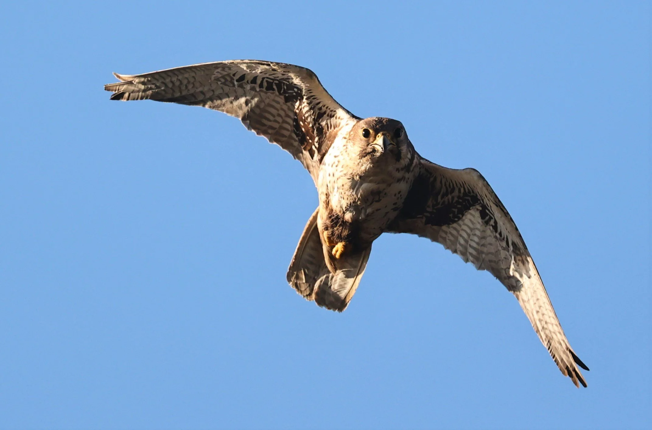 Falco mexicanus - PRAIRIE FALCON - MORLEY NELSON SNAKE RIVER BIRDS OF PREY NRA (49).jpg