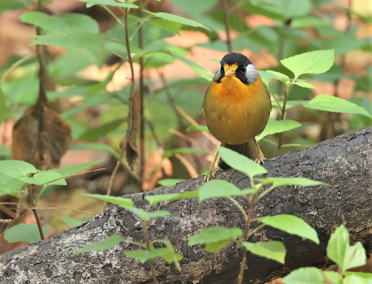 MESIA - SILVER-EARED MESIA - Leiothrix argentauris - DOI ANG KHANG CHIANG MAI FEB 2022 (23).jpg