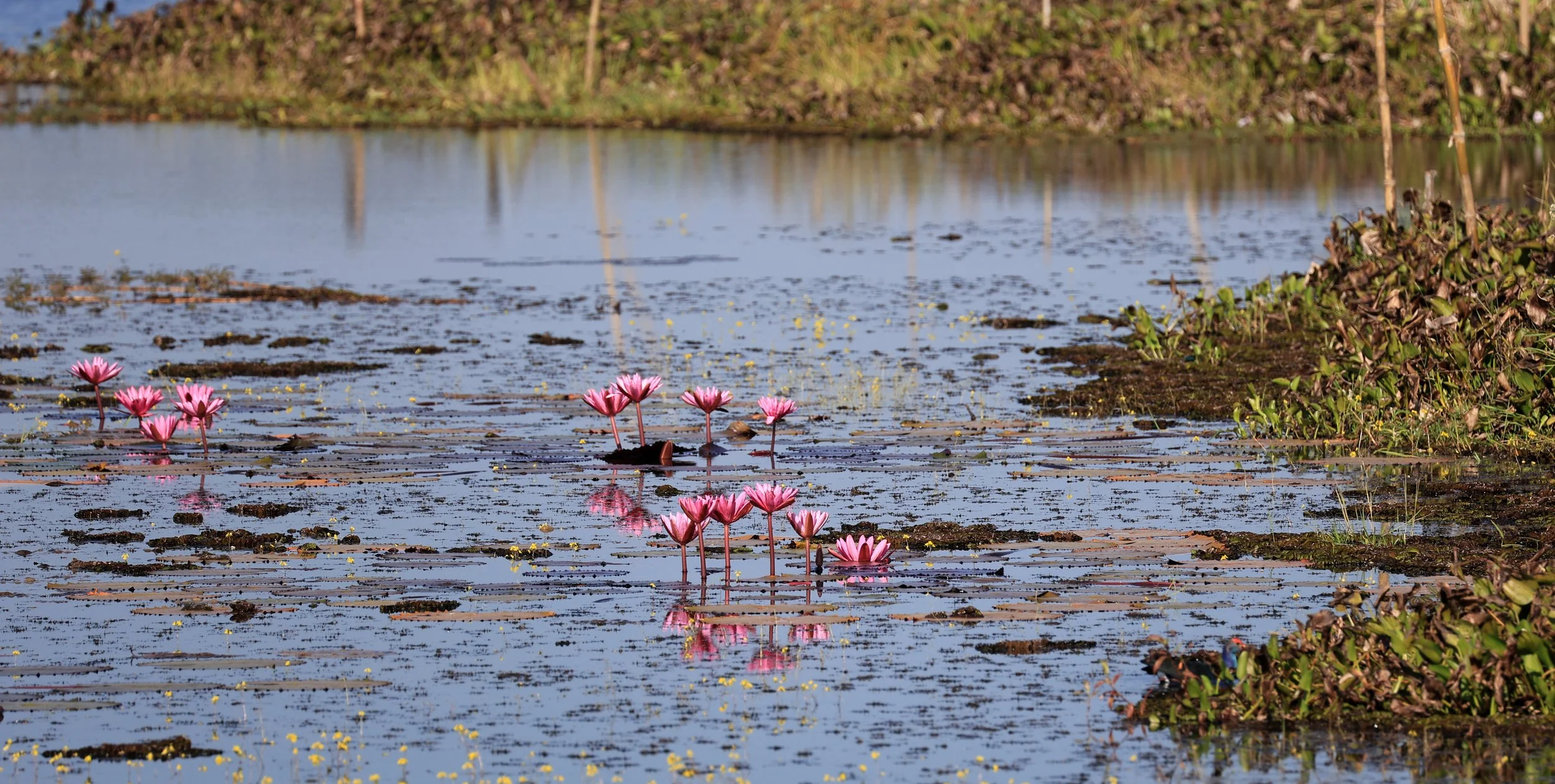 Nong Han Lake & Wetland - Sakon Nakhon Province (72).jpg