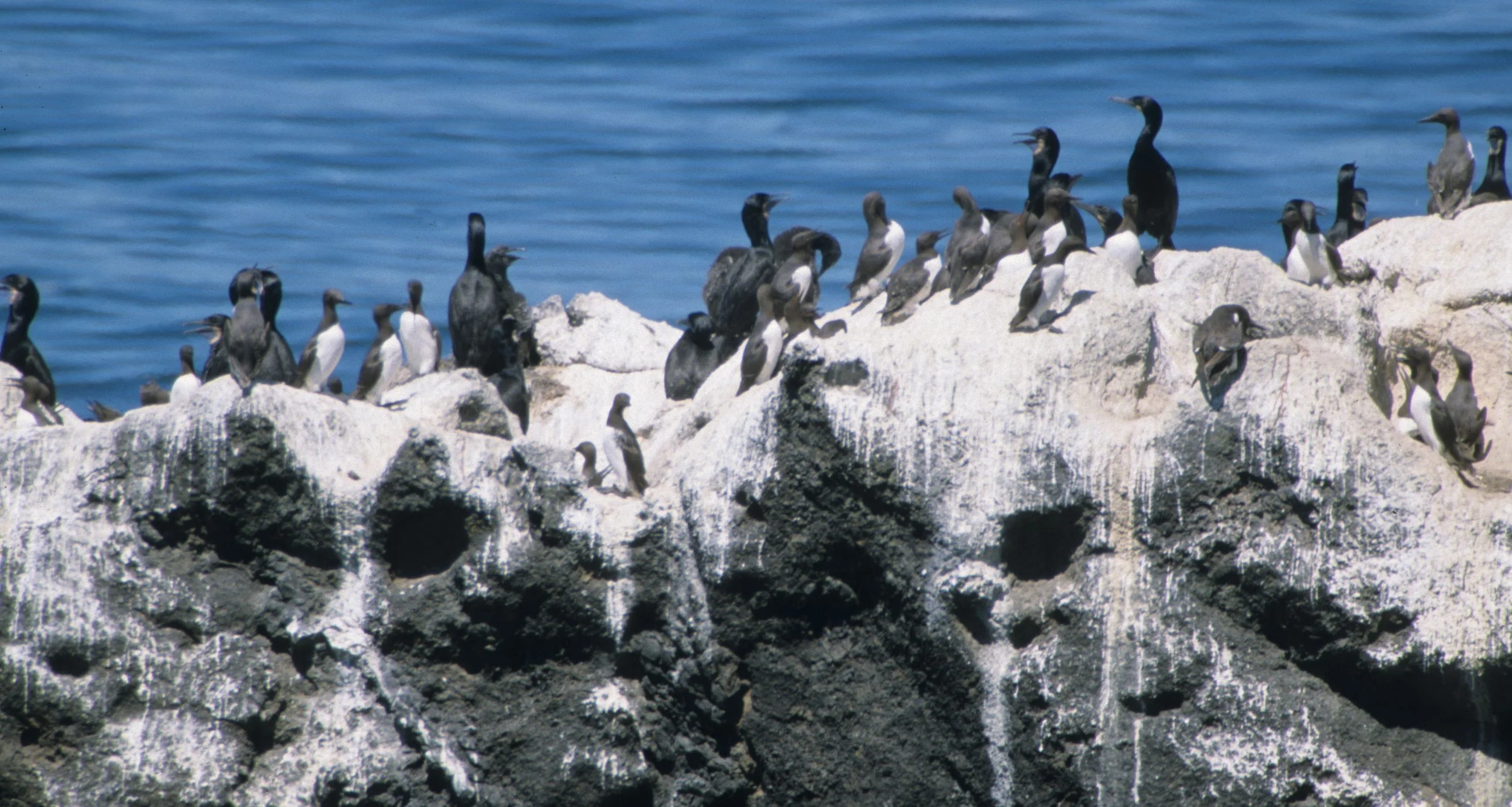 Uria aalge - COMMON MURRE - YAQUINA HEAD OREGON (8).jpg