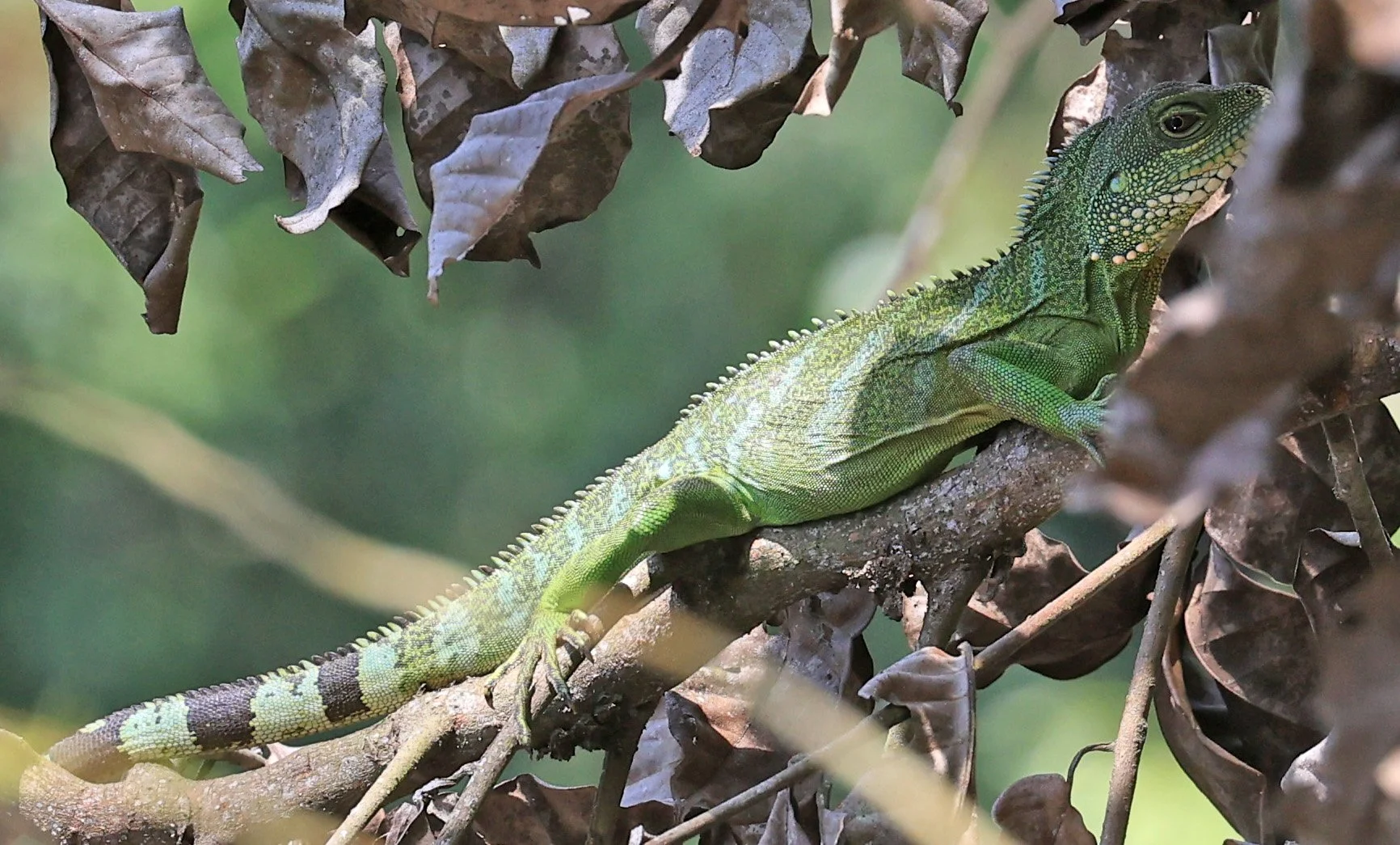 Chinese Water Dragon (Physignathus cocincinus) Khao Yai National Park Feb 2026 Day 4 (10).jpg