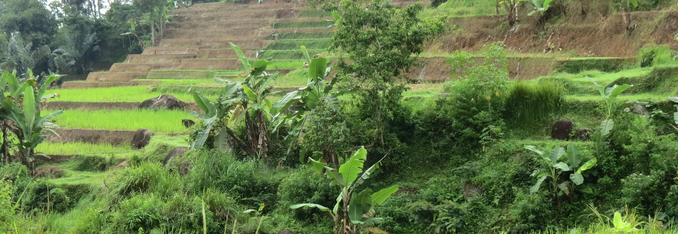 HALIMUN  NATIONAL PARK - JAVA BARAT INDONESIA (47).JPG