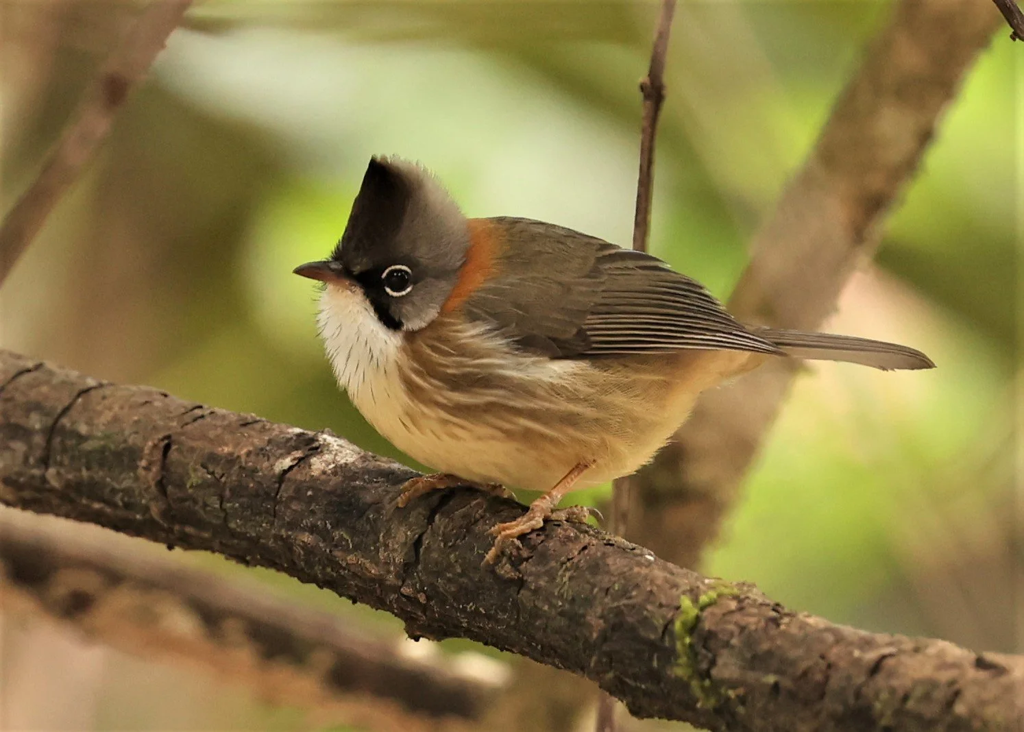 Whiskered Yuhina (Yuhina flavicollis) Doi Lan East, Doi Pha Hom Pok NP, Chiang Mai Thailand (4).jpg