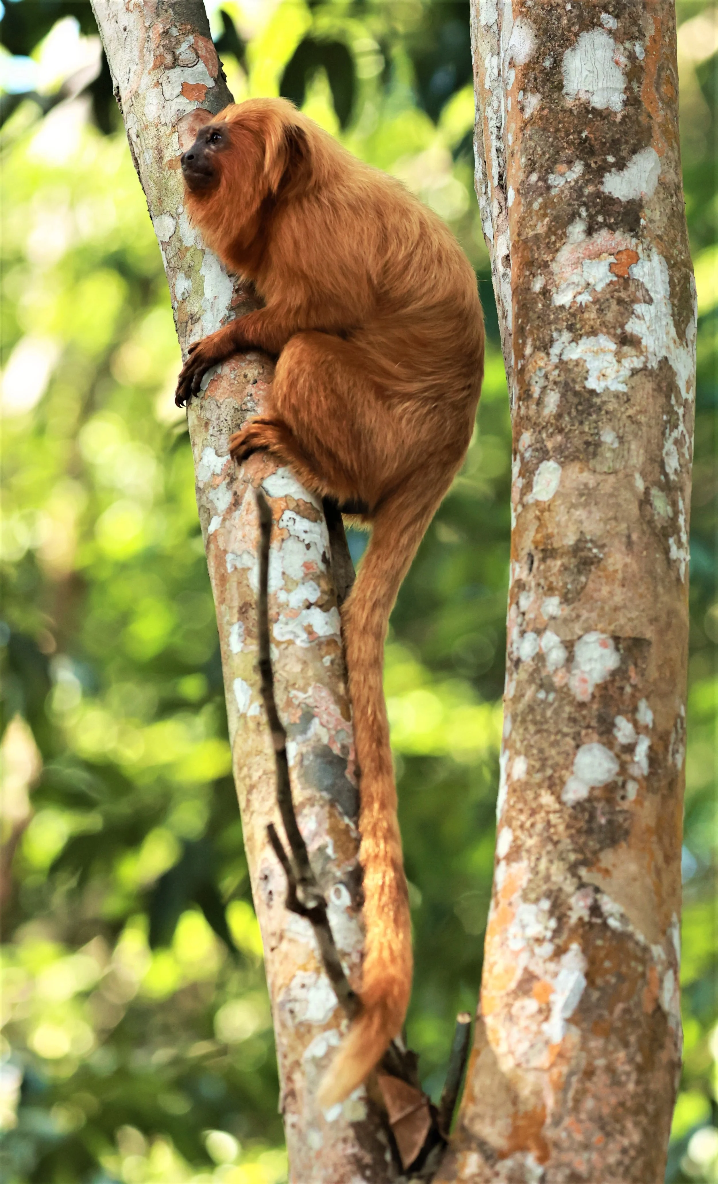 Callitrichidae - Leontopithecus rosalia - Golden Lion Tamarin - Unamar Golden Lion Tamarin Municipal Natural Park, Rio de Janeiro State & Rio City (38).jpg