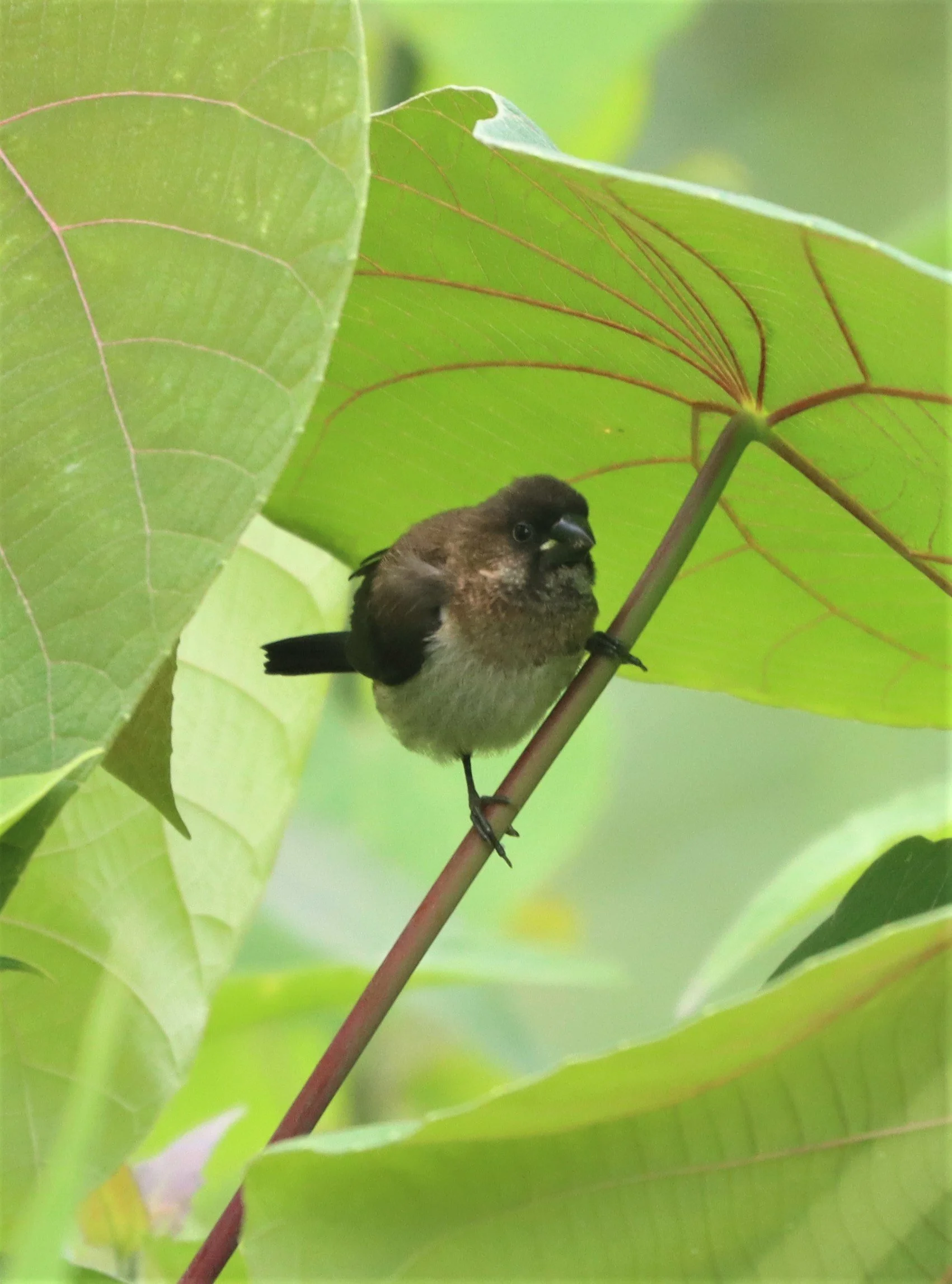 MUNIA - Lonchura striata - WHITE-RUMPED MUNIA - DOI PHU KHA NAN PROVINCE NORTHERN THAILAND (8).jpg
