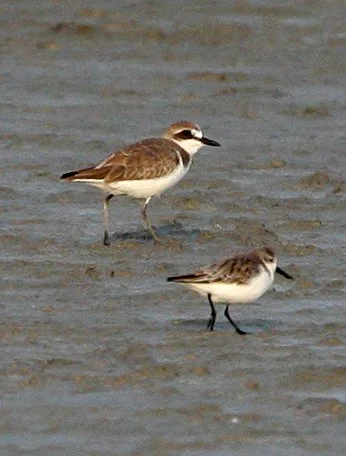 BIRD - SANDPIPER - SPOON-BILLED SANDPIPER & LESSER SAND PLOVER - PETCHABURI PROVINCE, PAK THALE (15).JPG